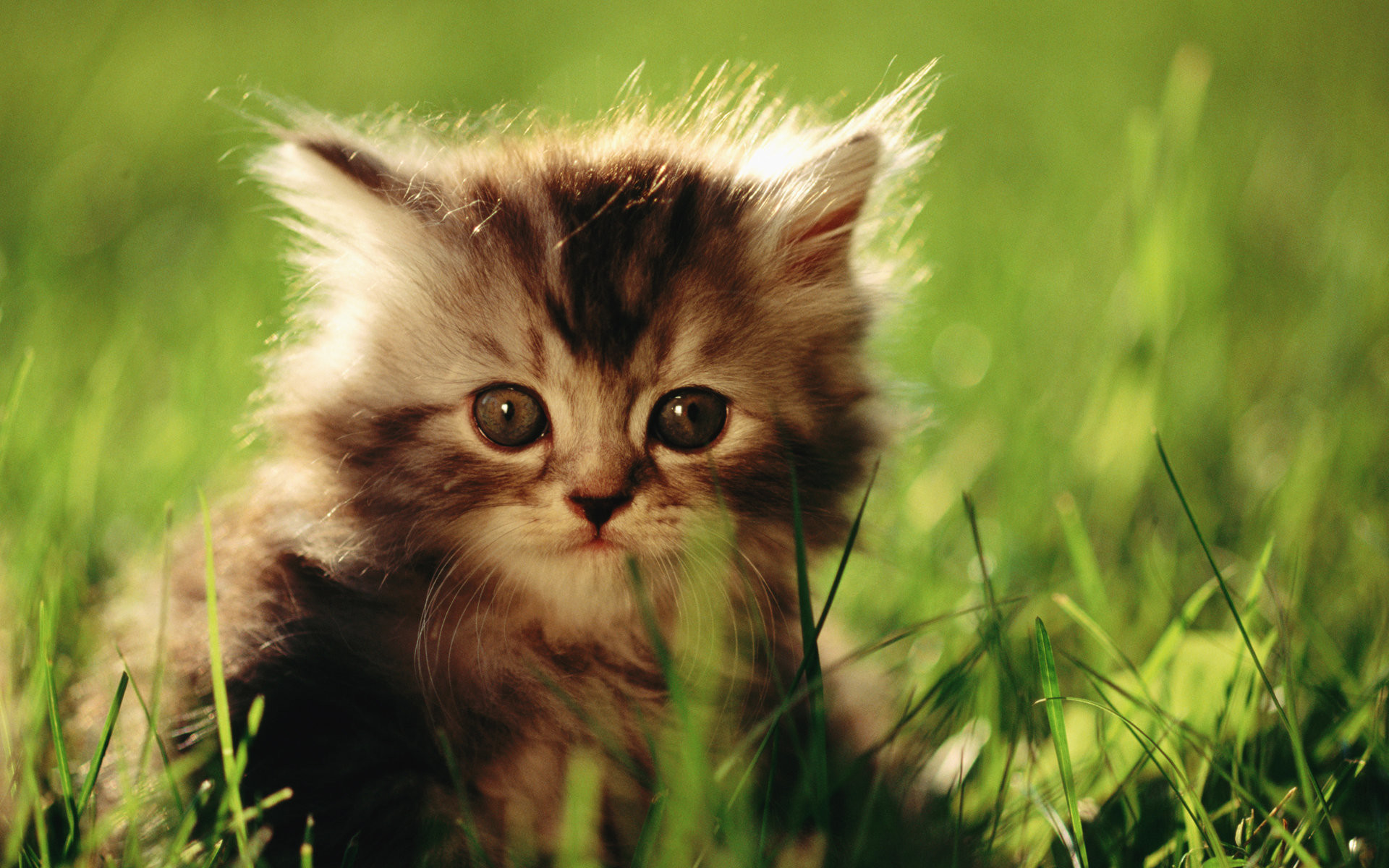 HD Sweet Kitty : Adorable Fluffy Baby Kittens Widescreen Wallpapers  1920*1200 Wallpaper 33