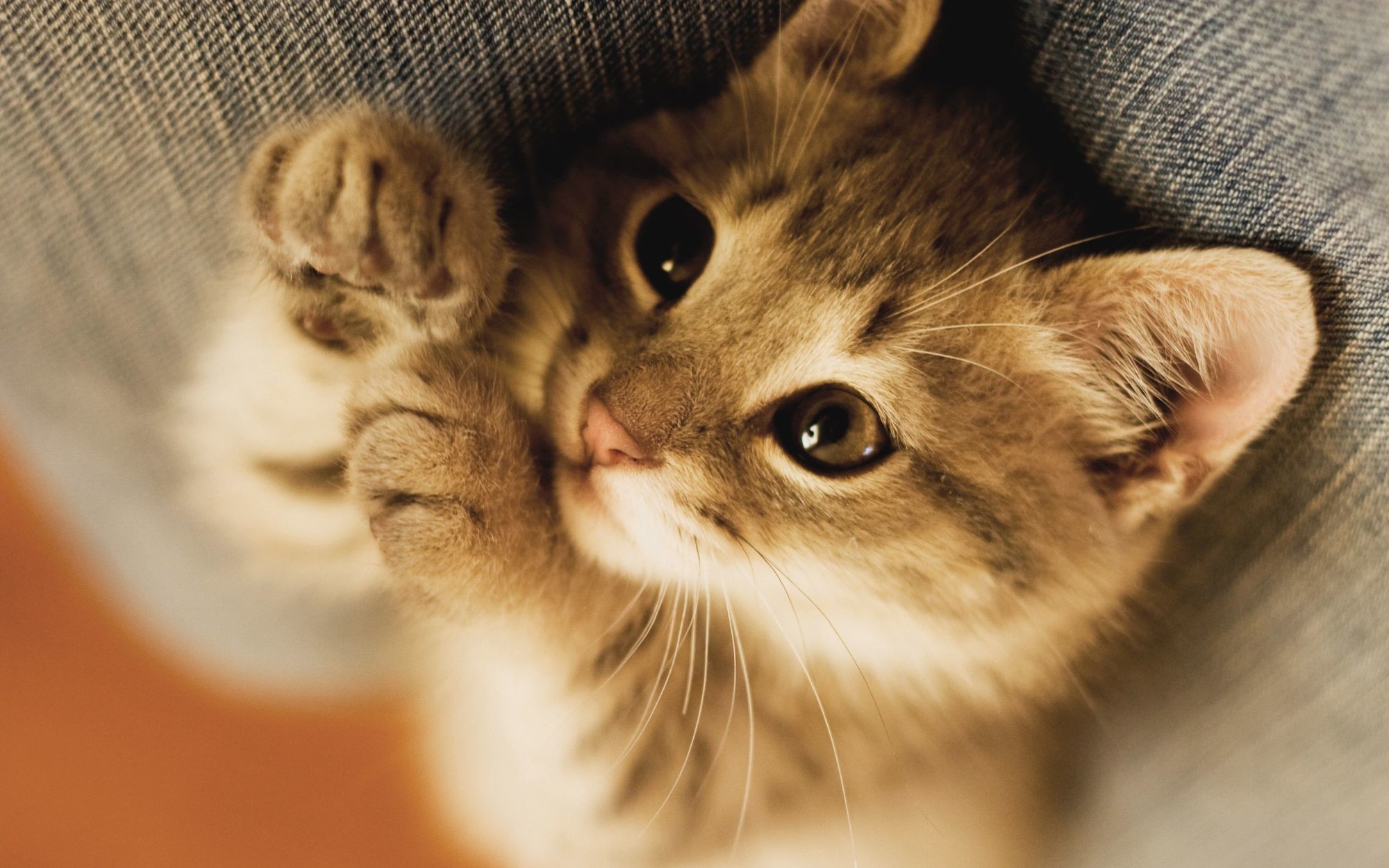 Image – Cats-and-kittens-wallpapers-hdkitten-cat-big-cat-baby-kitten -sleep-2560x1024px-hd-wallpaper–cat-umizfbaa.jpg | Creepypasta Wiki |  FANDOM powered by …