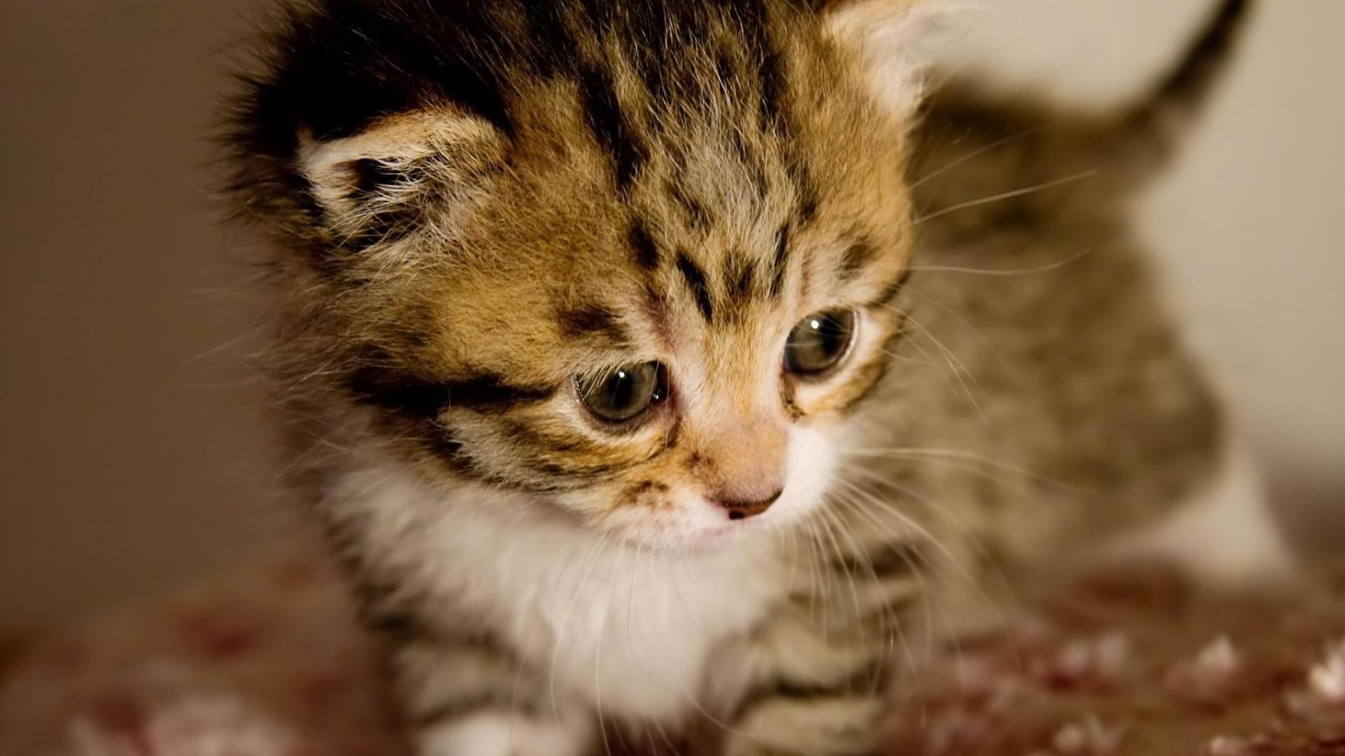 Cute baby kitten ð± wallpaper