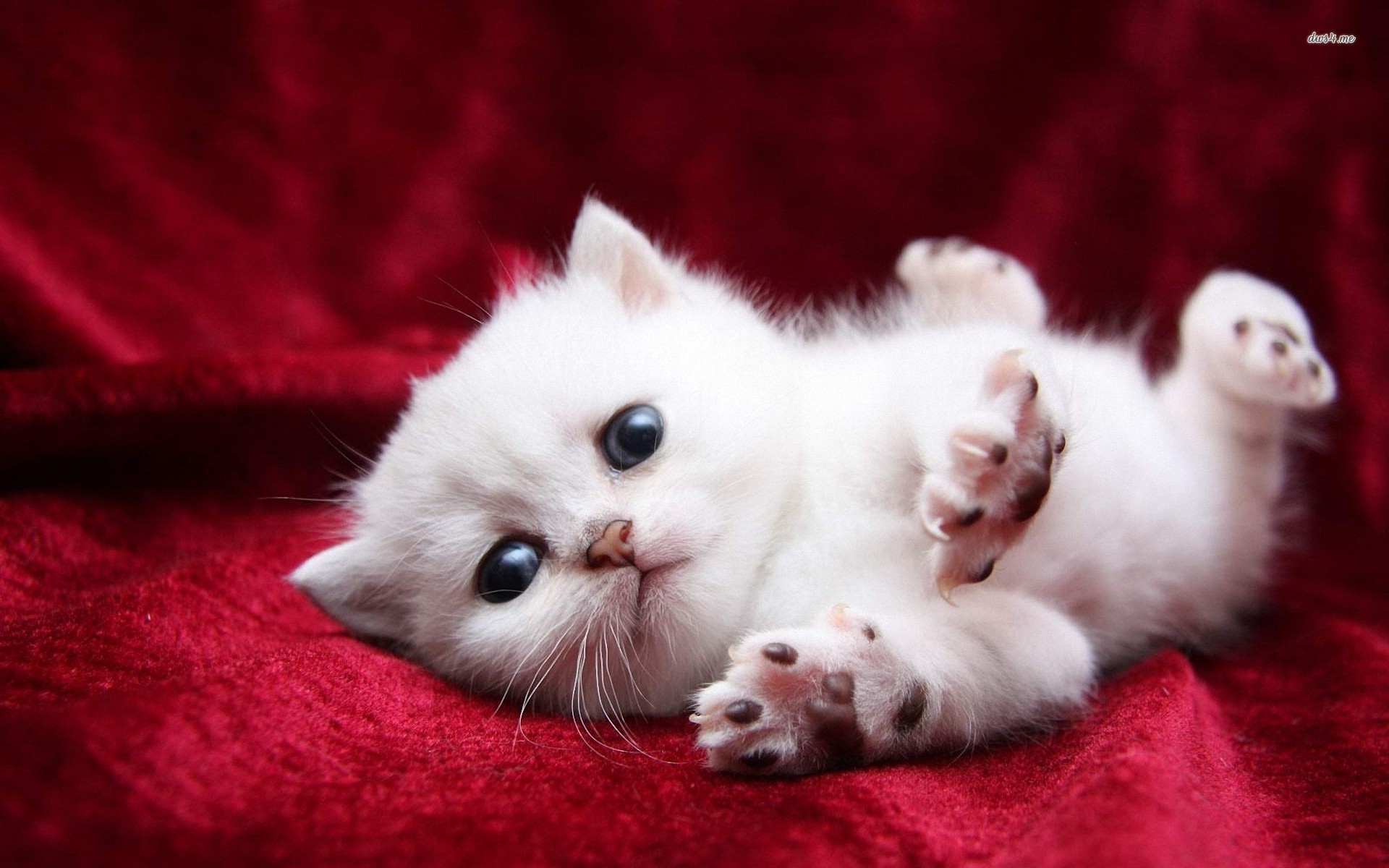 Cute White Cats and Kittens Wallpapers