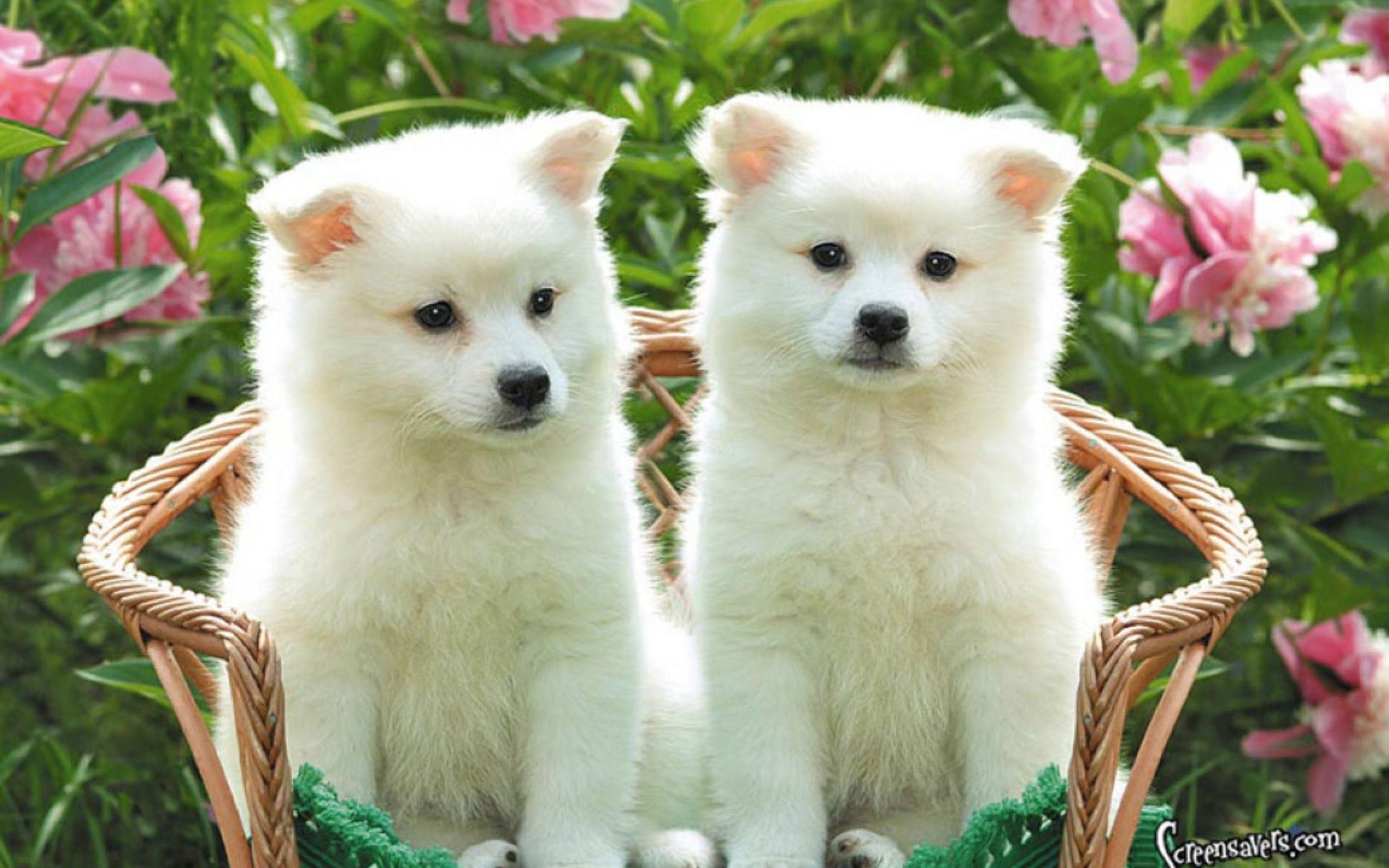 Puppies Together Hd Wallpaper For Desktop And Cute Kittens .