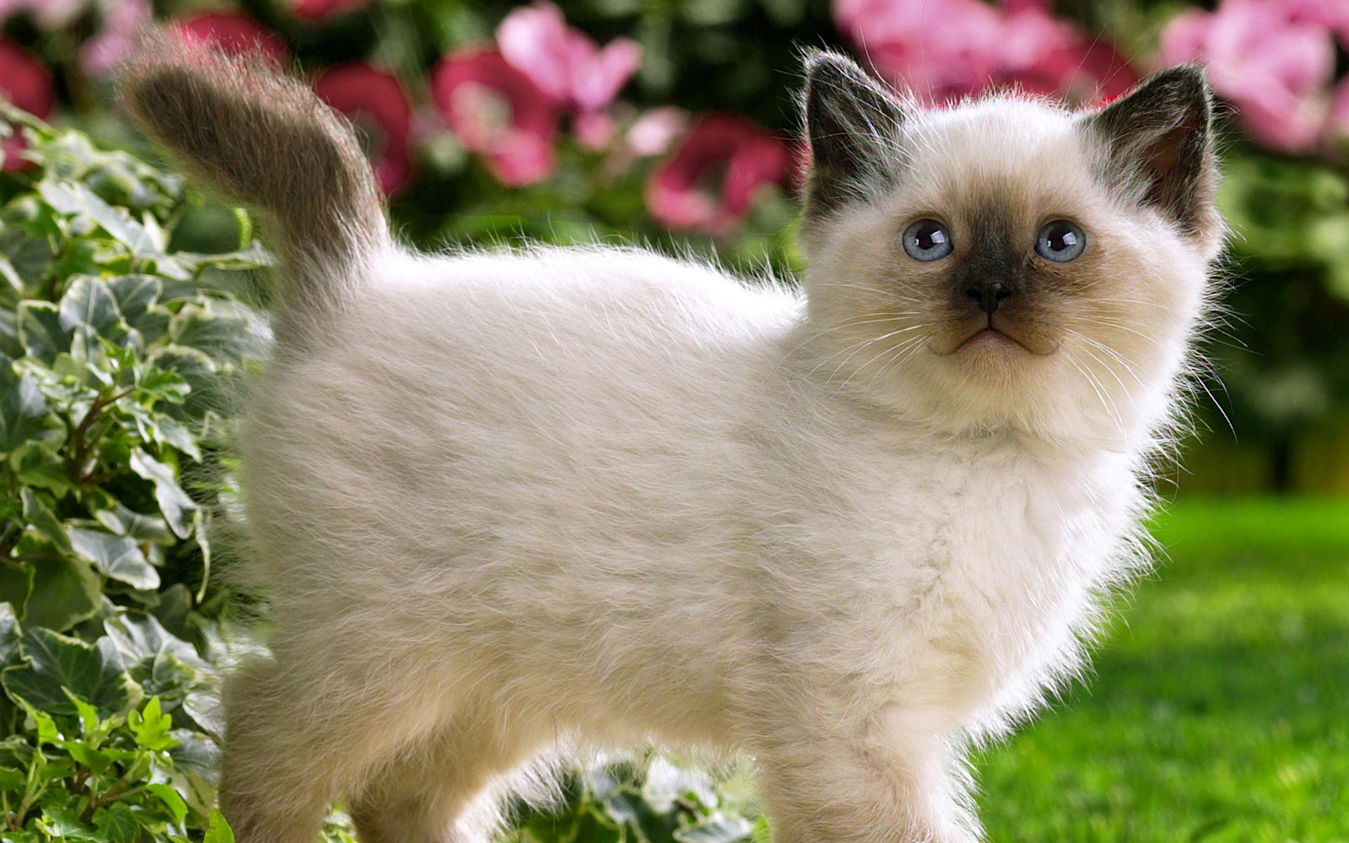 Wallpapers For > Cute Siamese Kittens Wallpaper