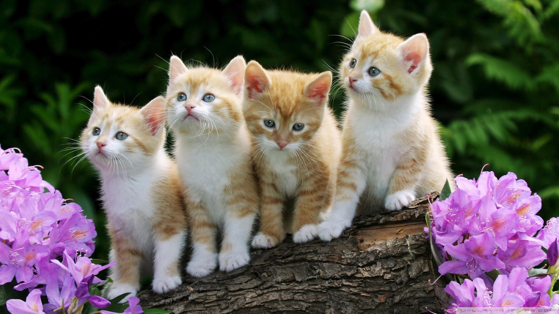 Lots Of Kittens Wallpaper – wallpaper. | Cute Kittens | Pinterest | Animal  wallpaper and Animal