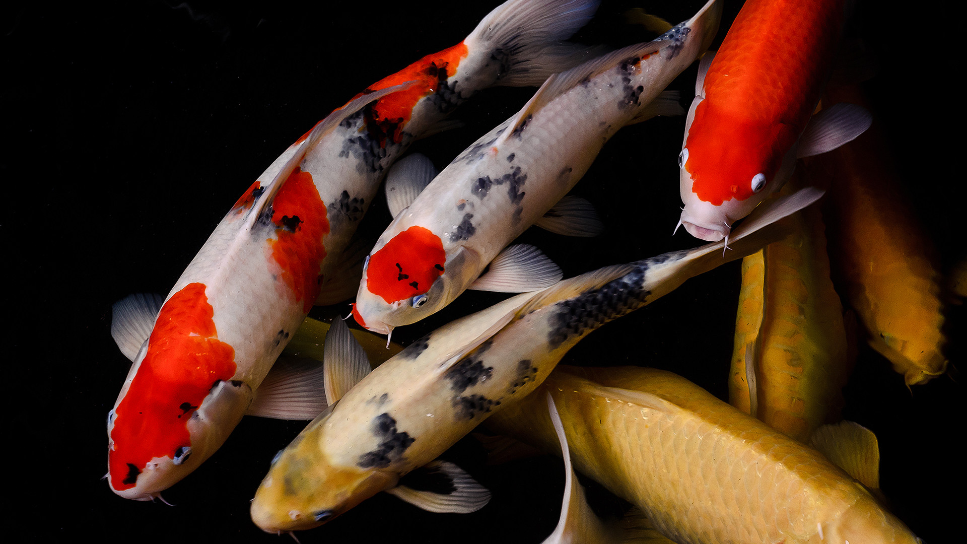 A group of koi fish swimming