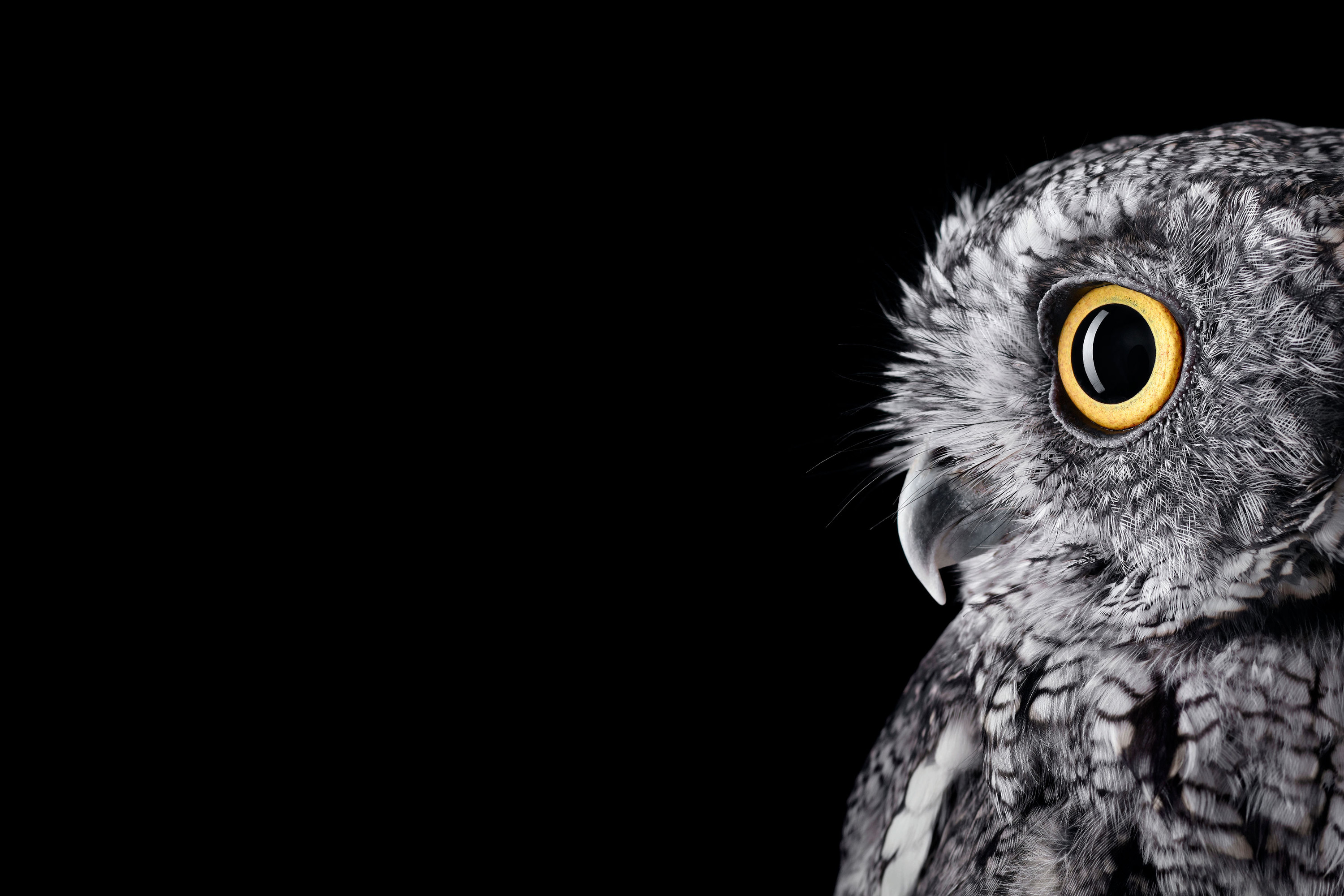 [Studio]I formatted the Surface Studio Owl wallpaper for your Surface  (PNG) …