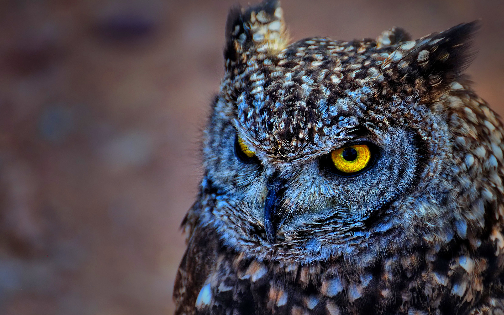 EAGLE OWL WALLPAPERS FREE Wallpapers & Background images .