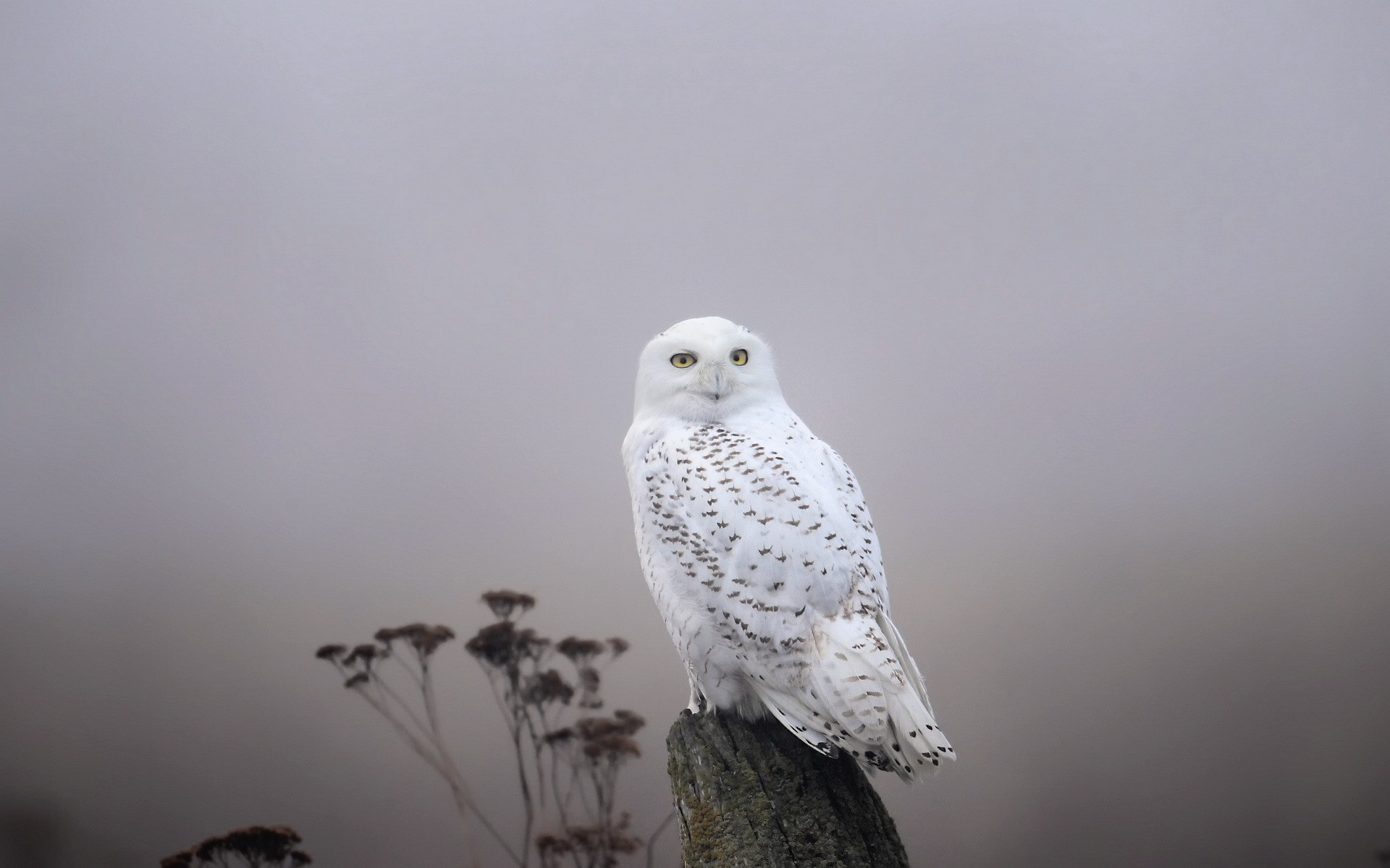 White Owl wallpapers