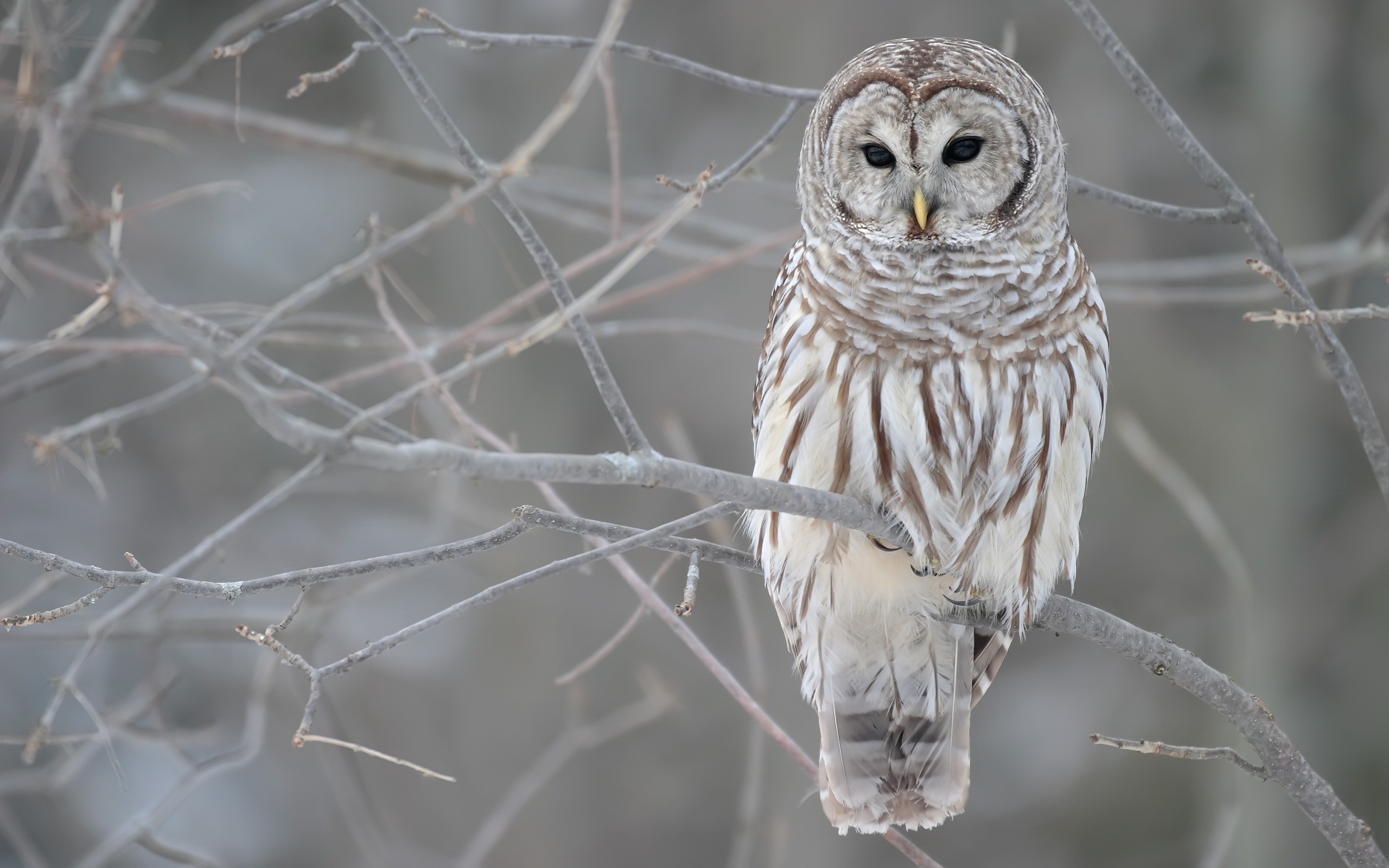 The Barred Owl Wallpaper Birds Animals
