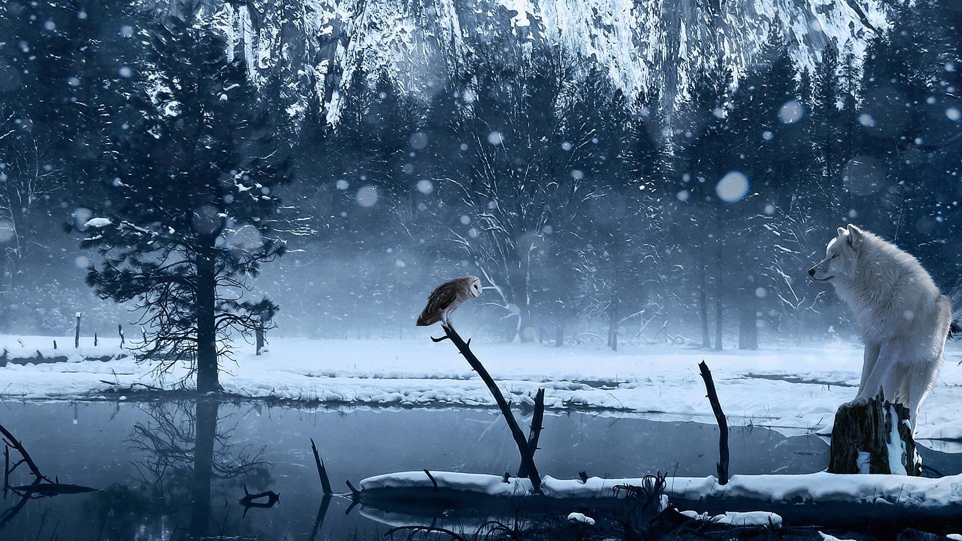 Dark owl wallpapers hd the wolf the