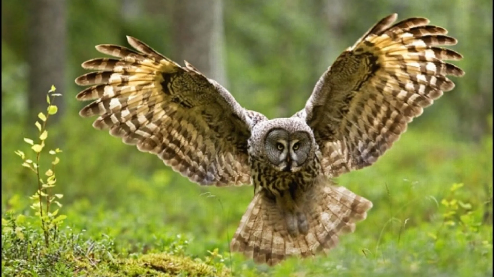 530 Owl HD Wallpapers Backgrounds – Wallpaper Abyss –