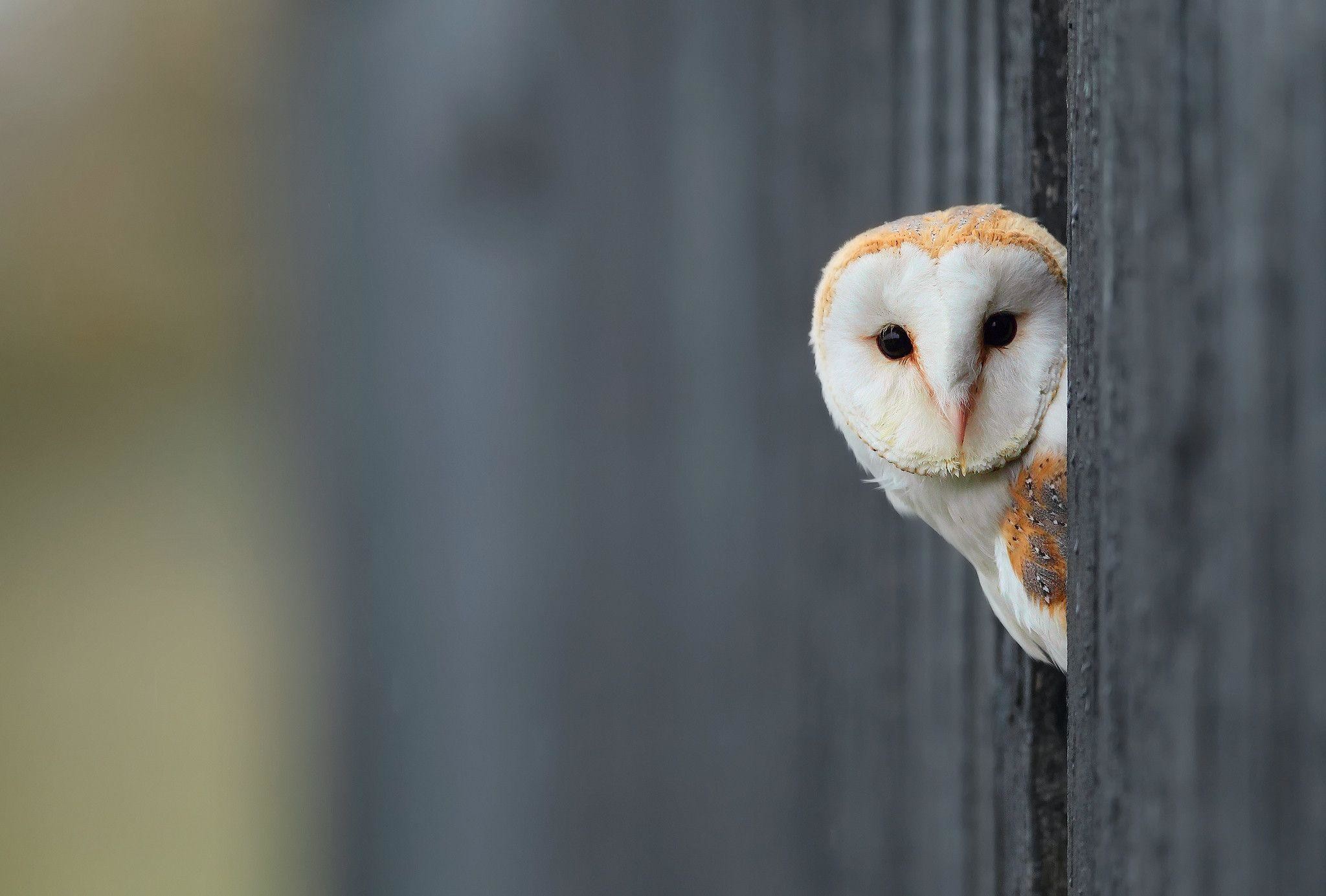 White Owl Wallpaper | HD Wallpapers, backgrounds high resolution .