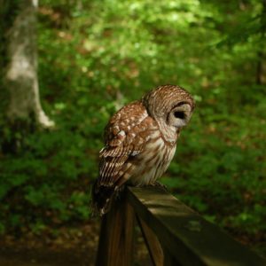 Owl Wallpaper Pictures