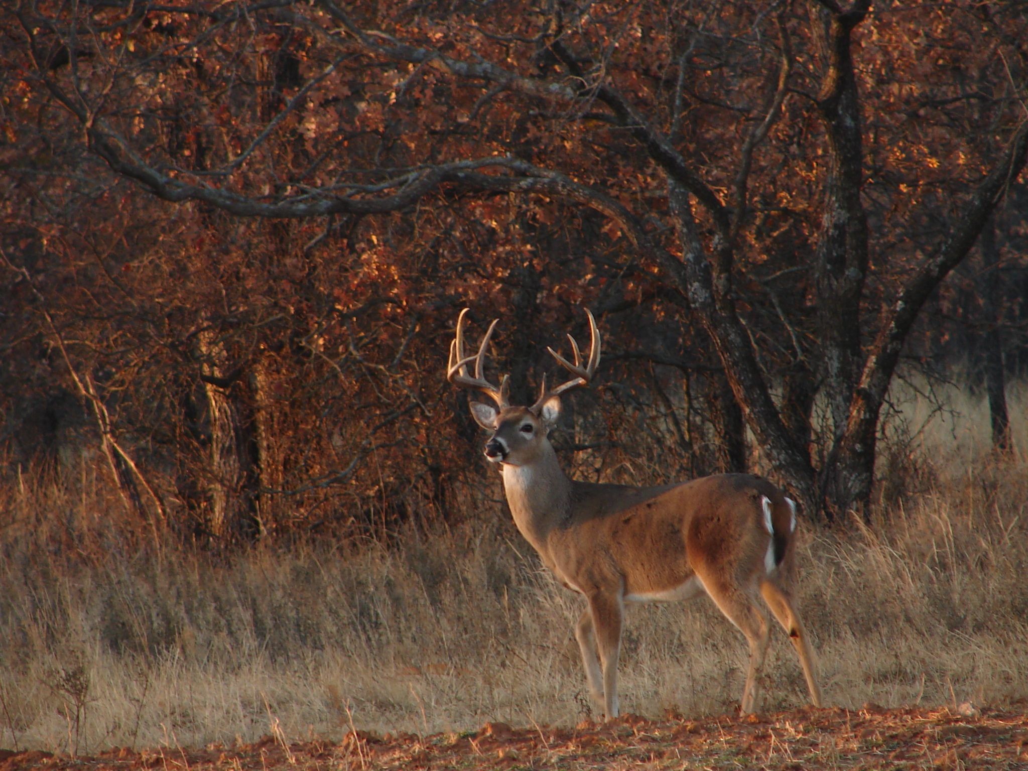 Download Whitetail Deer Hunting Forums Thread Cool Pics Age And ..