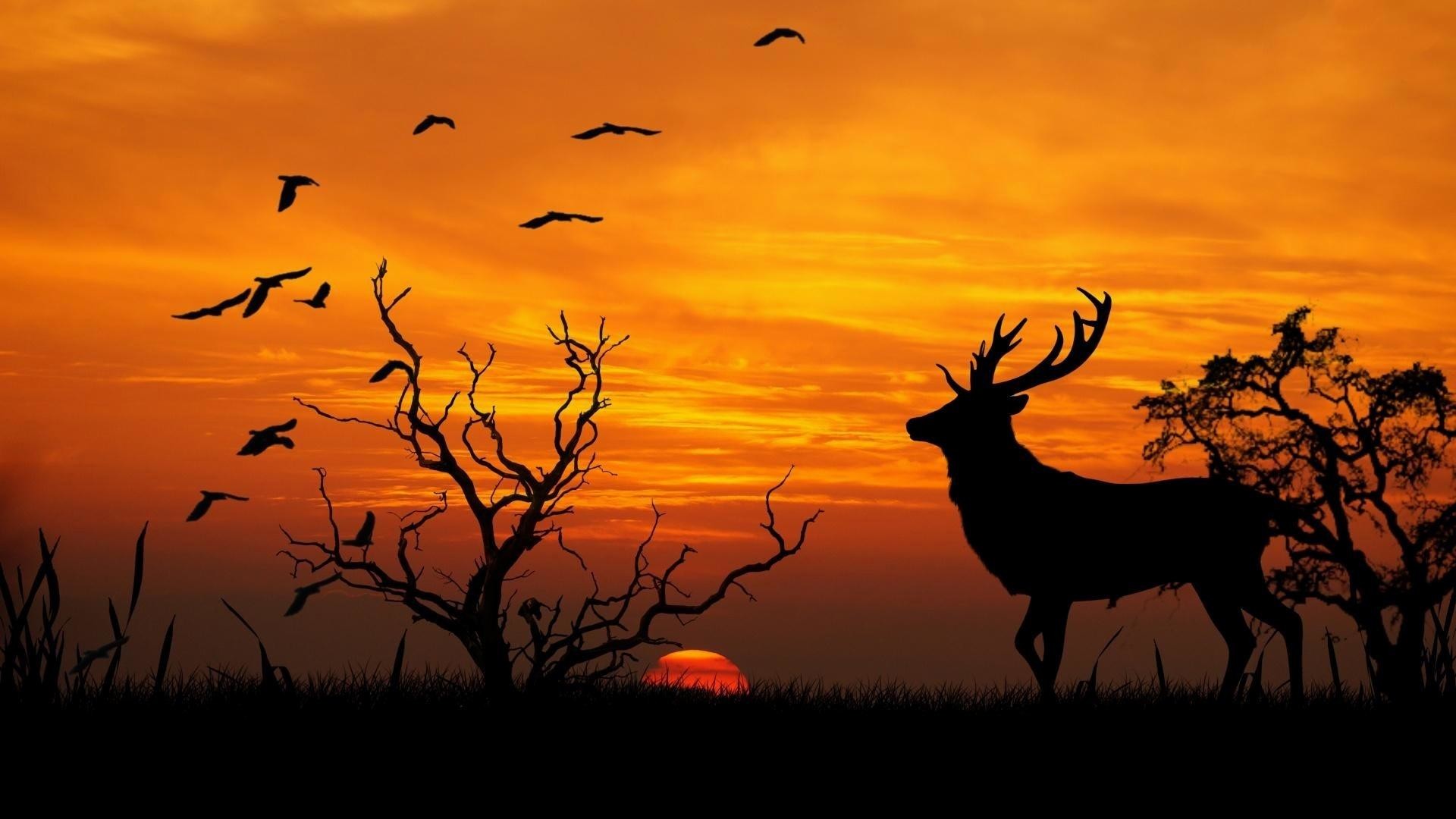 Deer home birds deer animal sun sunset sky