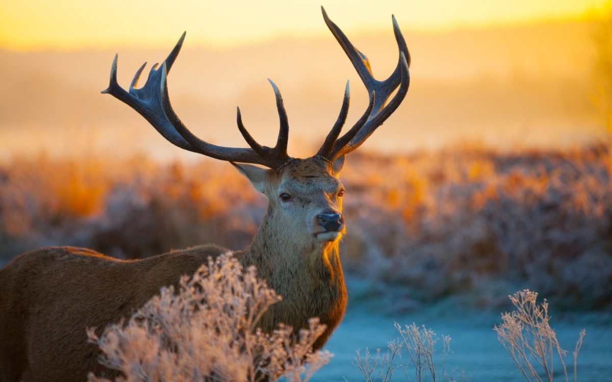 51+ Cool Deer