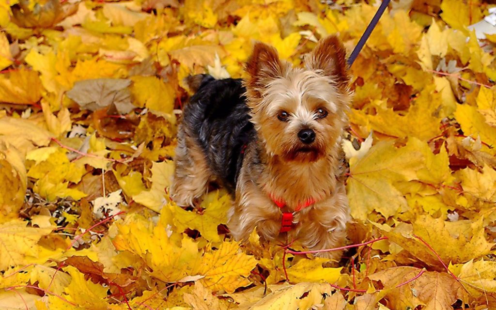 46+ Yorkie Wallpapers for Desktop