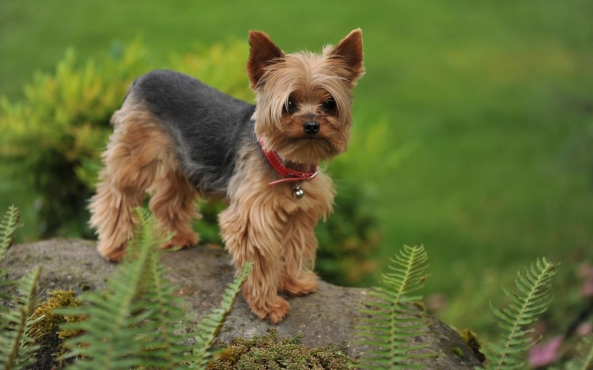 46+ Yorkie Wallpapers for Desktop