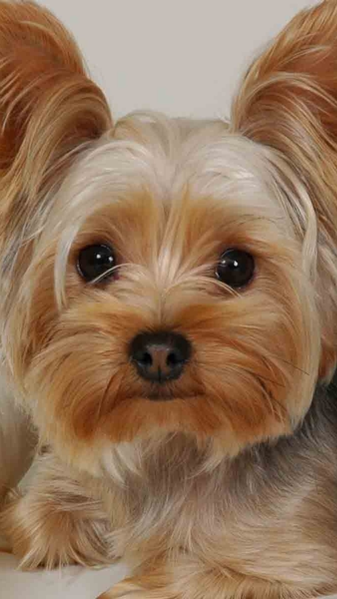 Wallpaper yorkshire terrier, lying, fabric, face, beautiful, dog