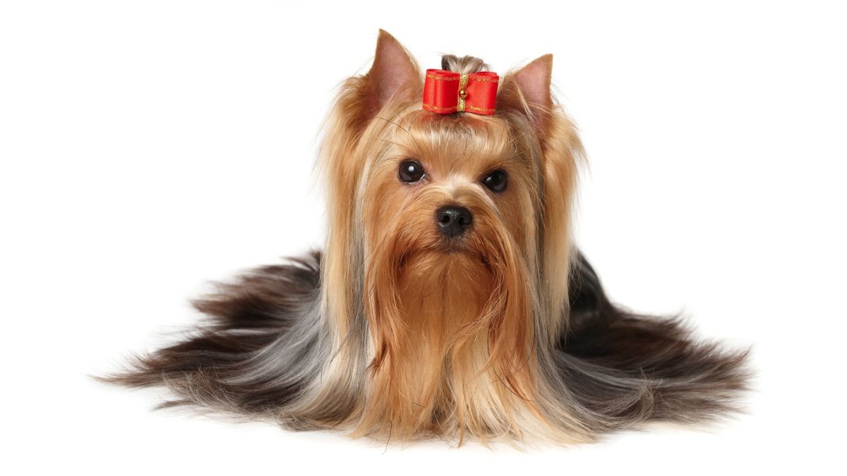 46+ Yorkie Wallpapers for Desktop