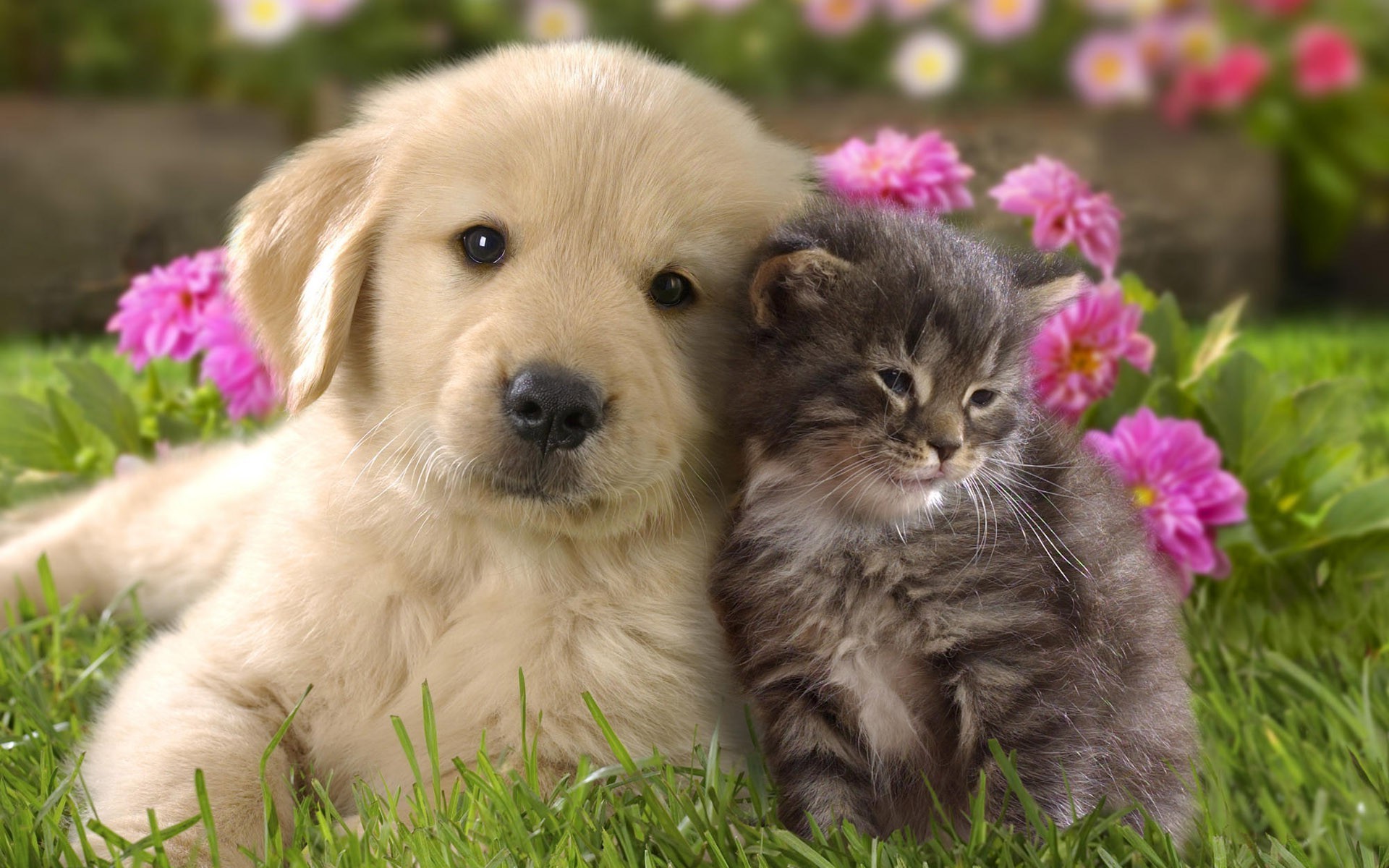 Free Cute Dog and Cat Wallpaper HD