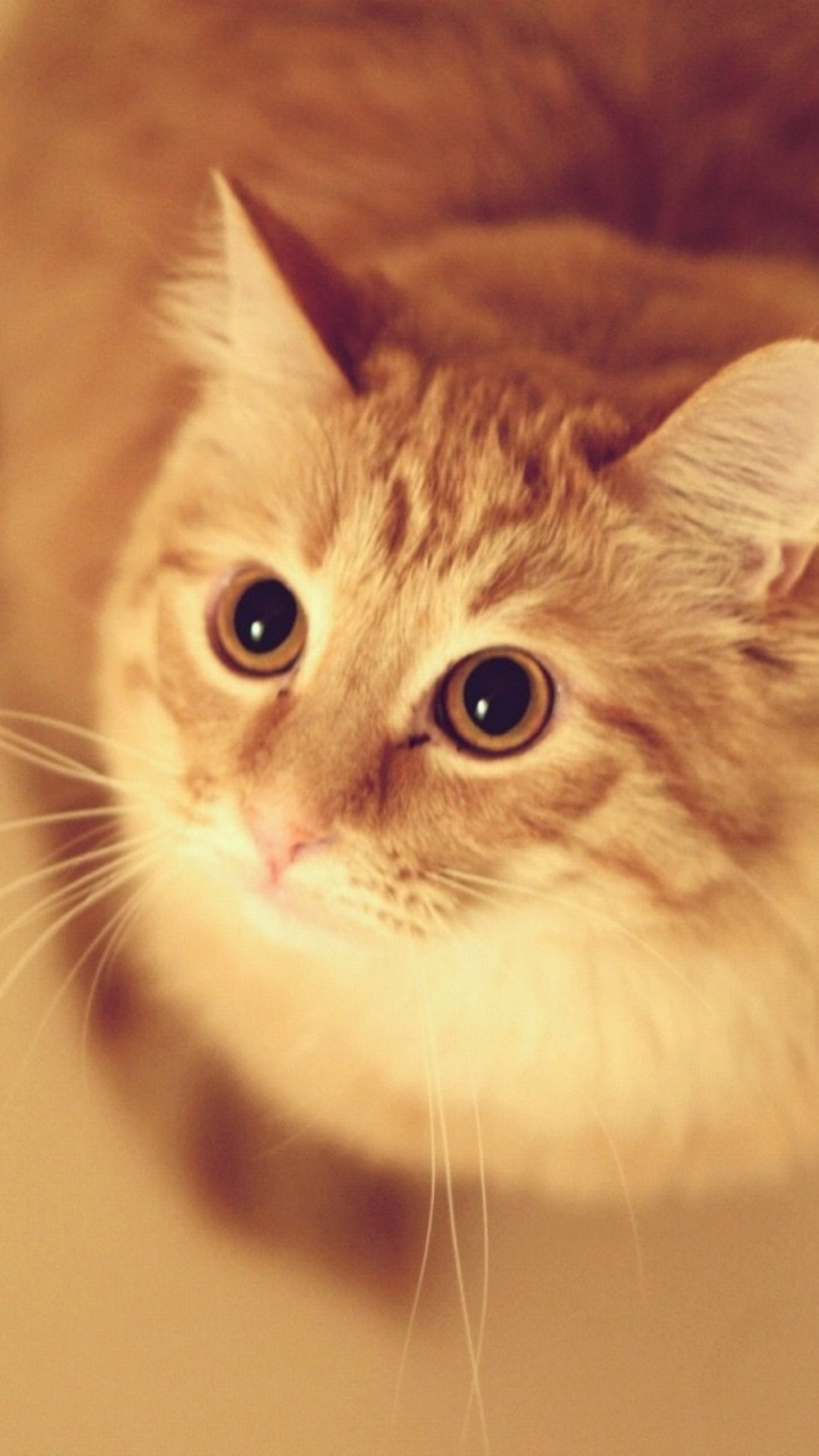 Cute Pet Kitten Cat Animal Blur iPhone 6 wallpaper