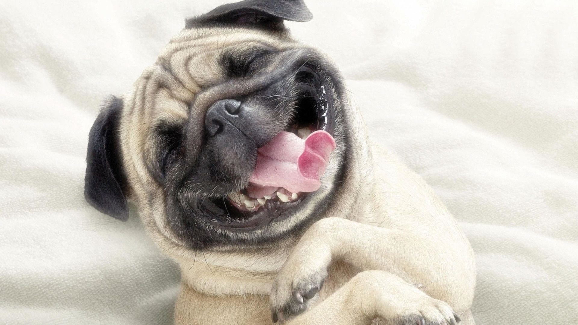 Download Pug Dog For Iphone Funny And Cute Black Pet Cat Wallpaper .