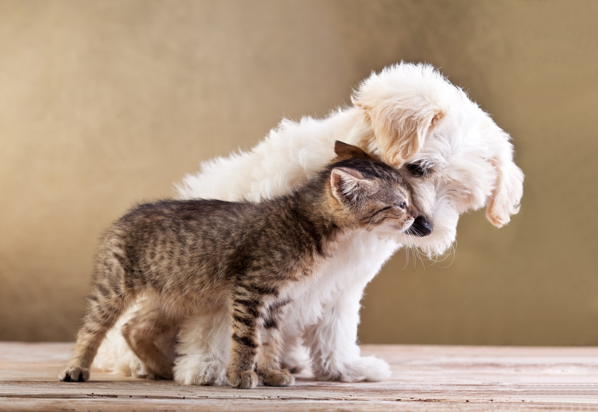 Cats and dogs 1080P 2K 4K 5K HD wallpapers free download  Wallpaper  Flare