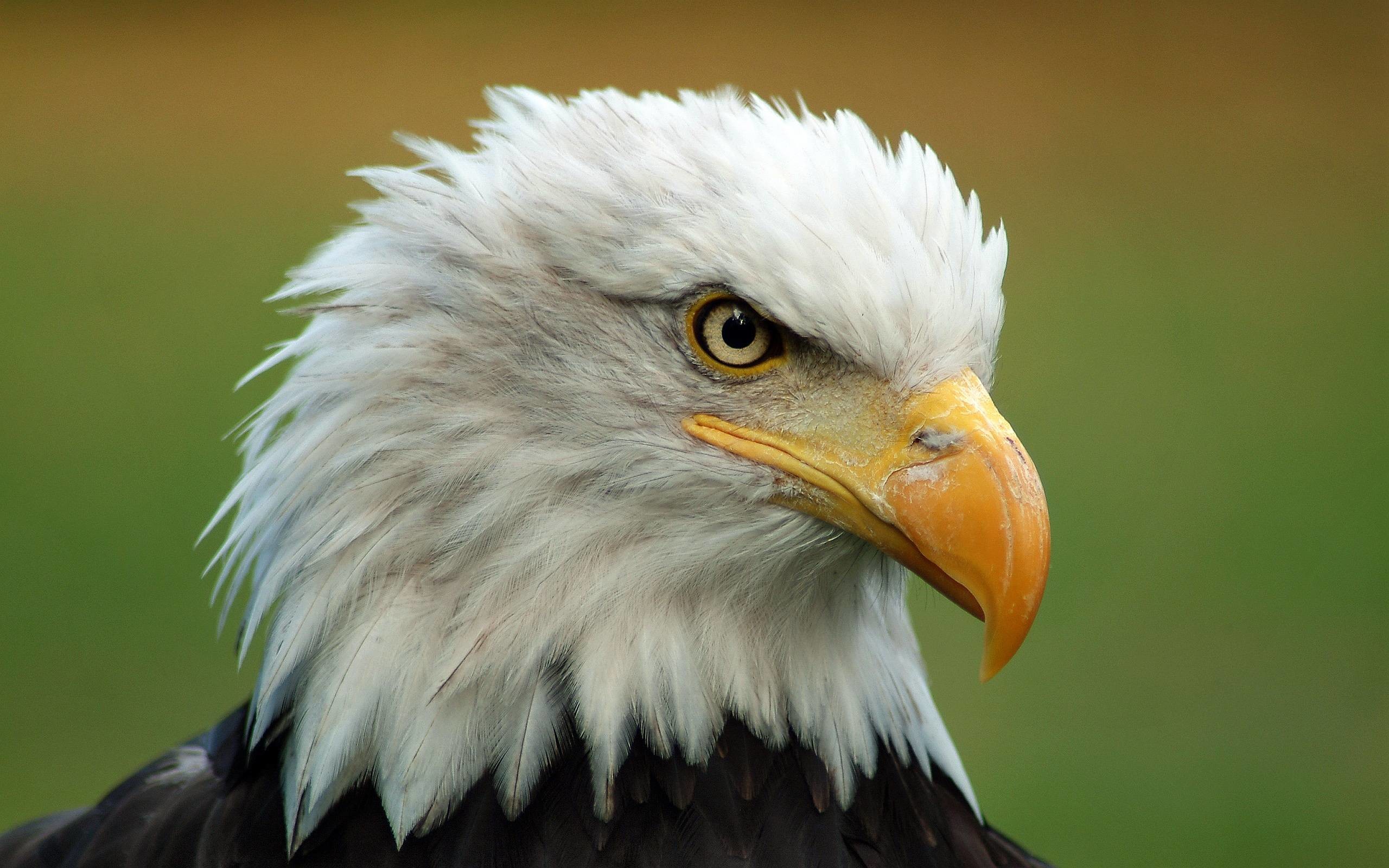 Majestic Bald Eagle Wallpapers | Pictures