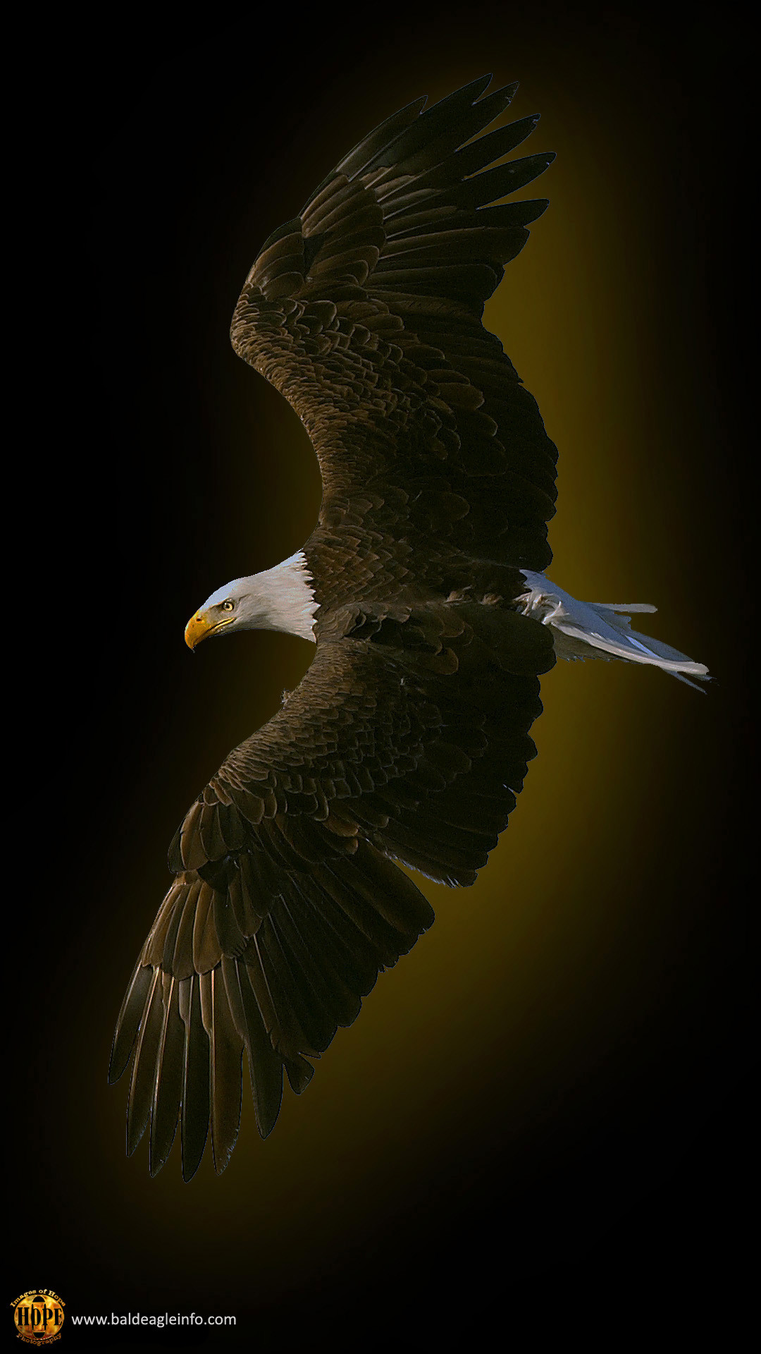 Bald eagle, graphic by Hope Rutledge