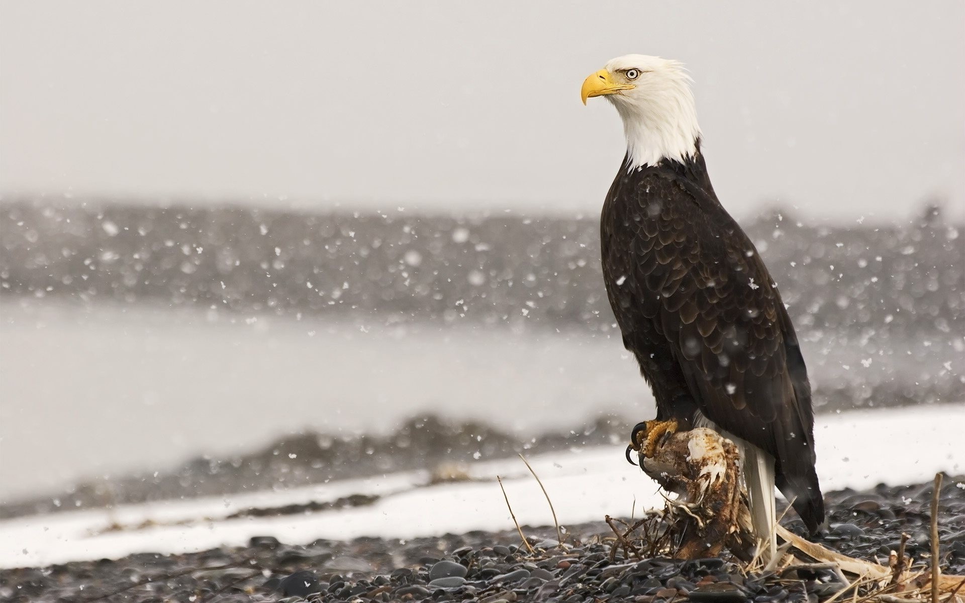 animals, Birds, Eagle, Bald Eagle Wallpapers HD / Desktop and Mobile  Backgrounds