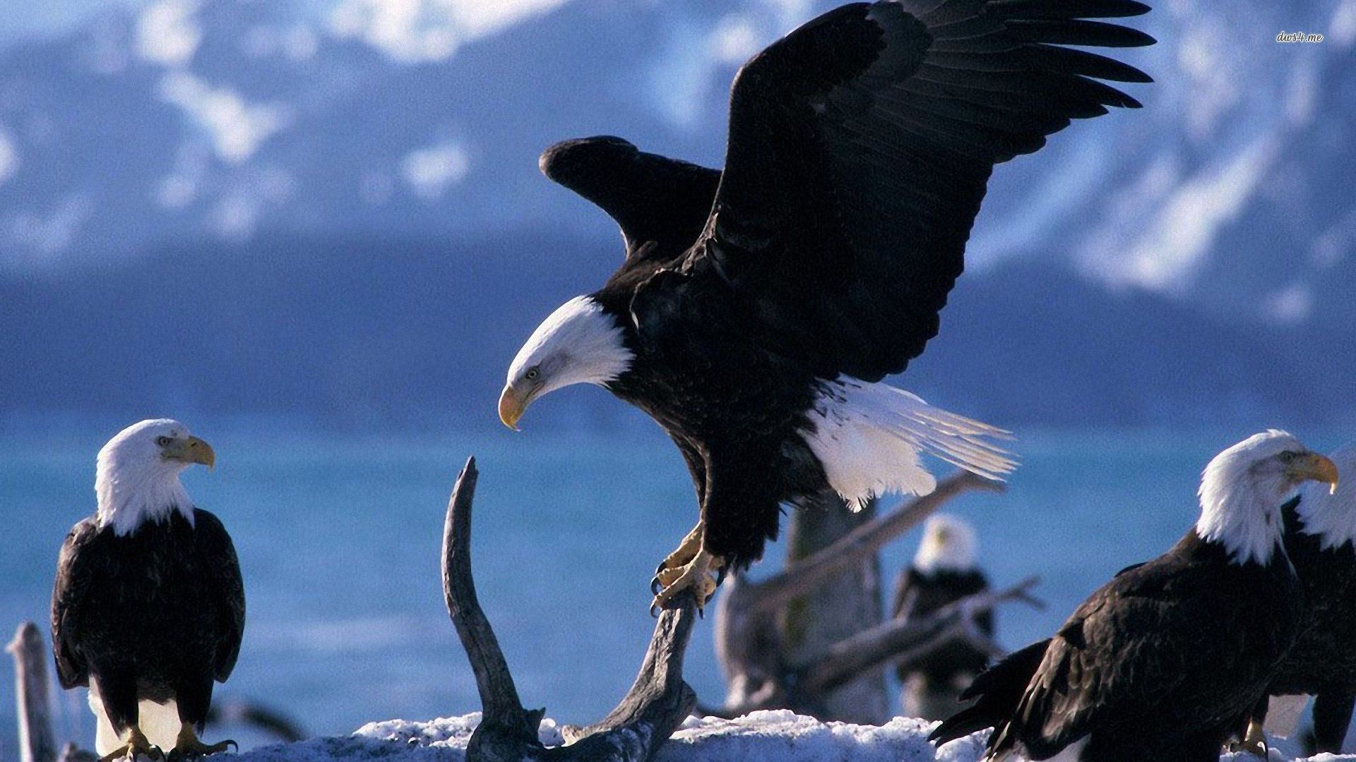 Flying Eagle HD Wallpapers, Flying Eagle Pictures, New Wallpapers |  Download Wallpaper | Pinterest | Eagle pictures, Hd wallpaper and Wallpaper