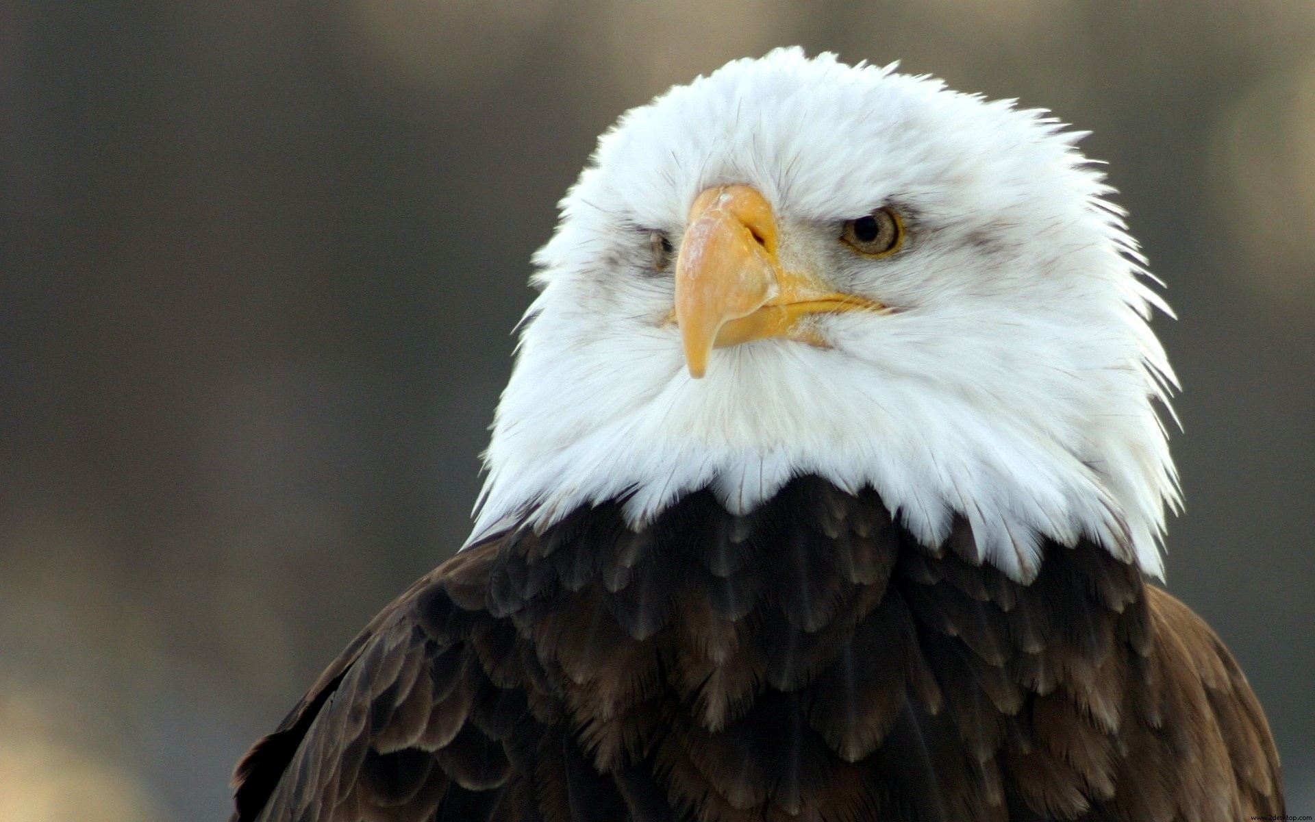 Eagle Wallpapers HD Pictures
