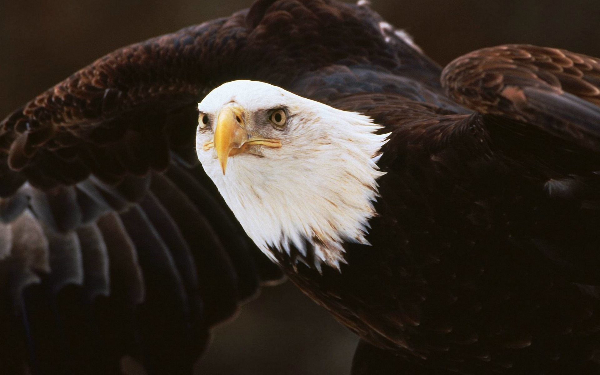 Awesome Collection of Bald Eagle Wallpapers