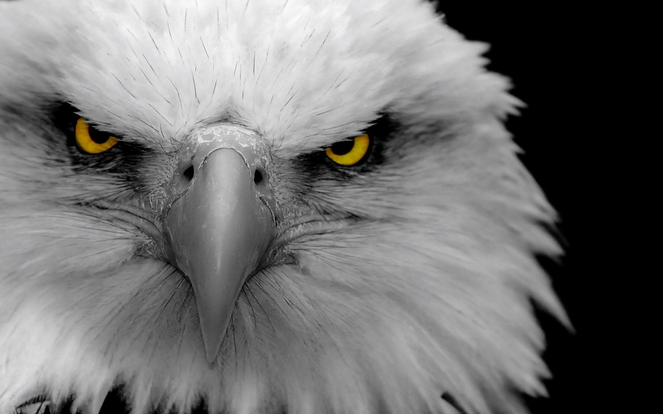 Animal – Bald Eagle Wallpaper