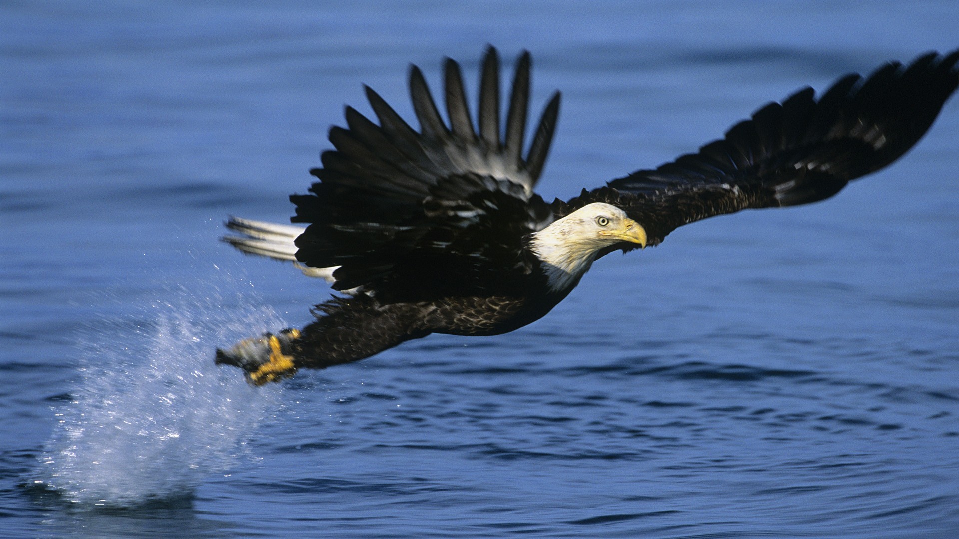 Eagles Wallpaper Alaska, Eagles, Fishing, Bald, Eagles .