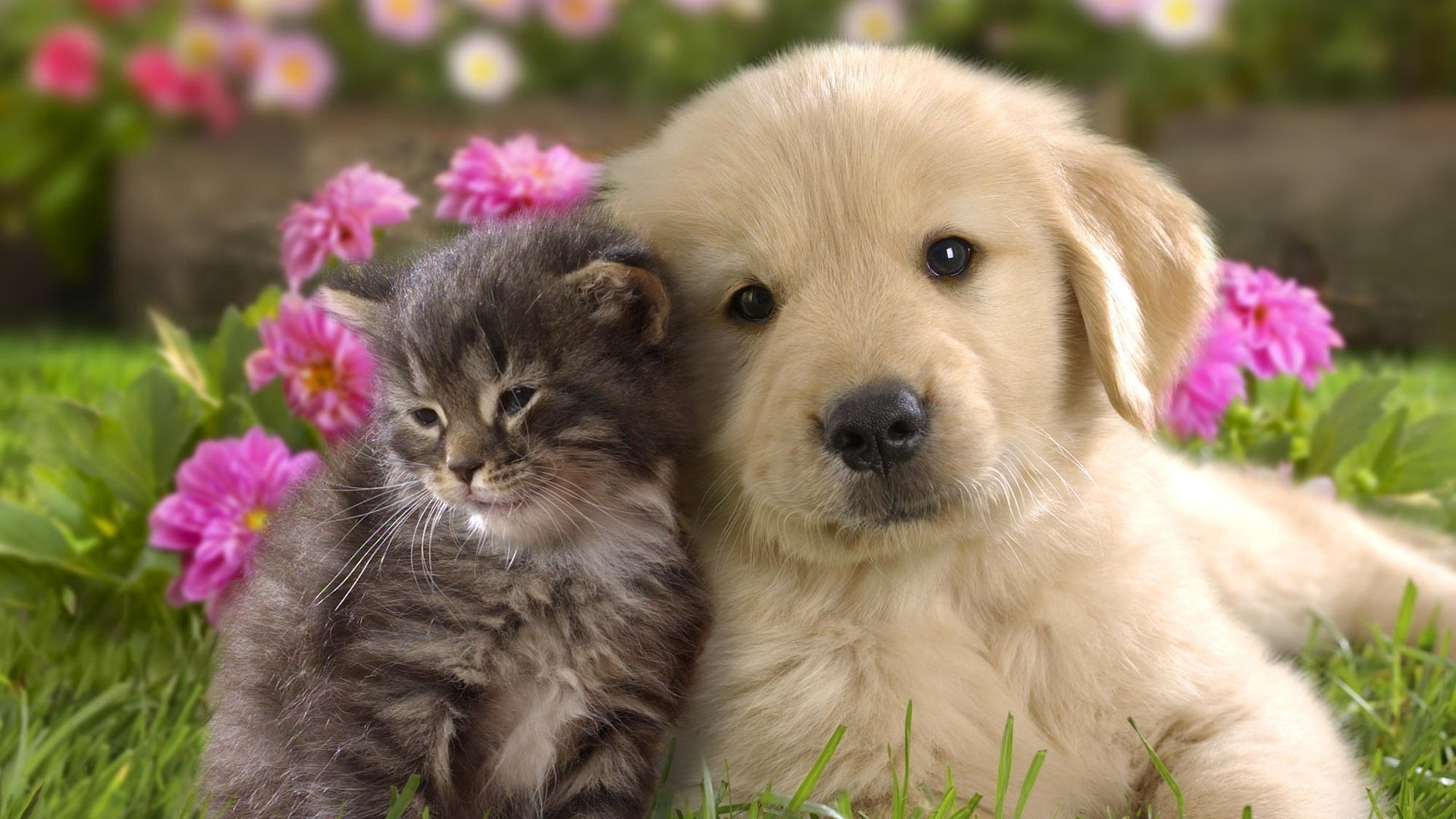 Preview wallpaper puppy, kitten, grass, flowers, couple, friendship  1920×1080