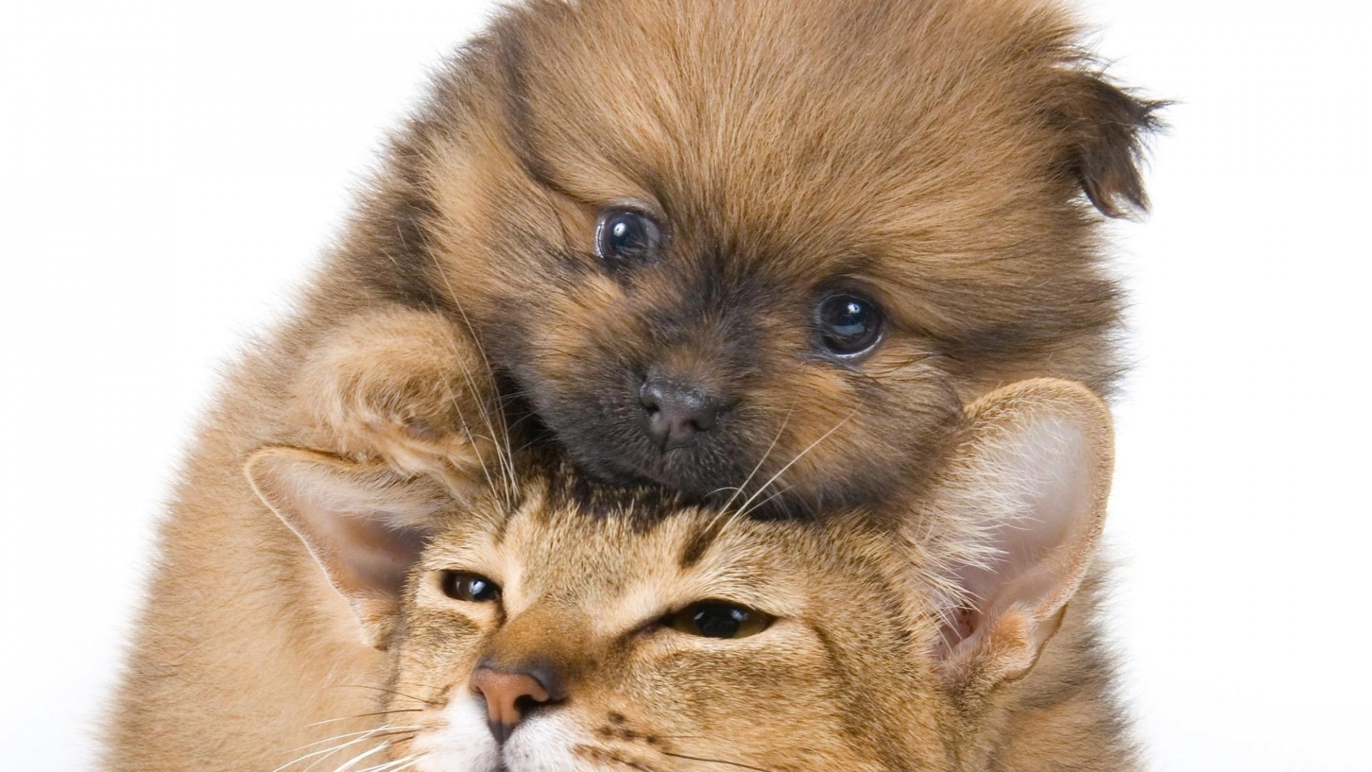 Wallpaper puppy, kitten, face, friendship