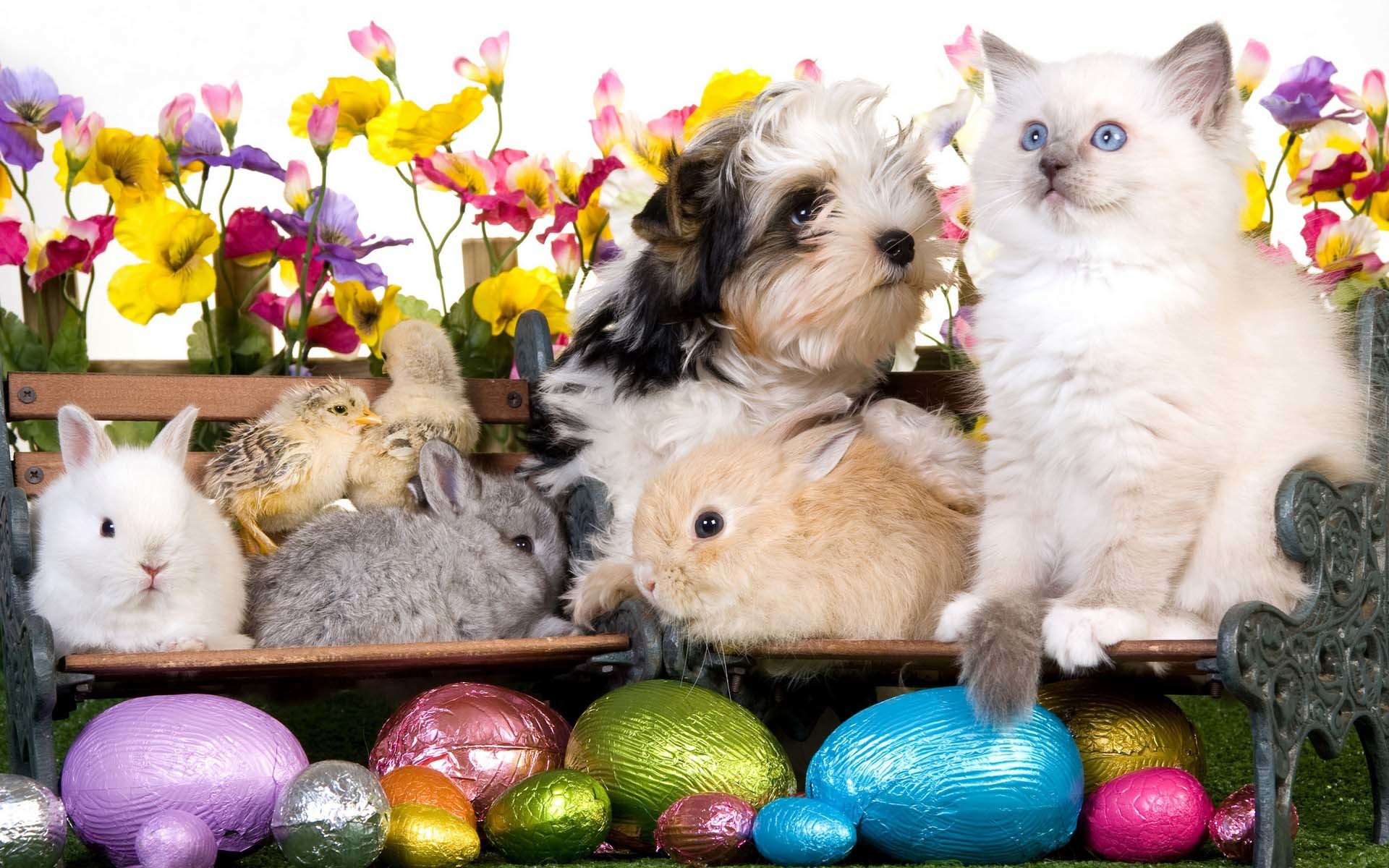 Hapy Easter Kitten Dog Puppy Rabbits Chickens Eggs Flowers  Wallpaper – Cool PC Wallpapers