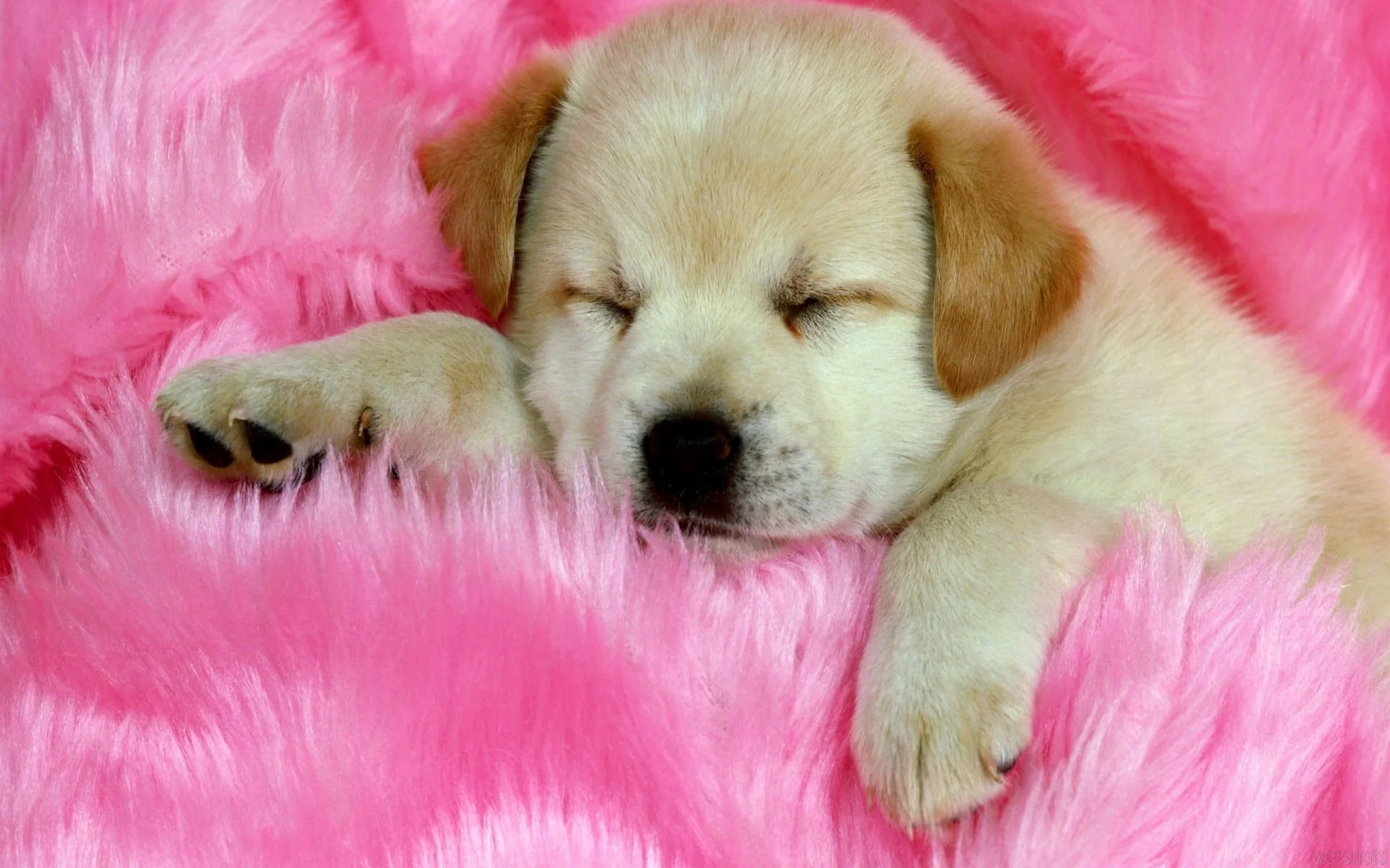 Super Cute Baby Puppies Sleeping – wallpaper.