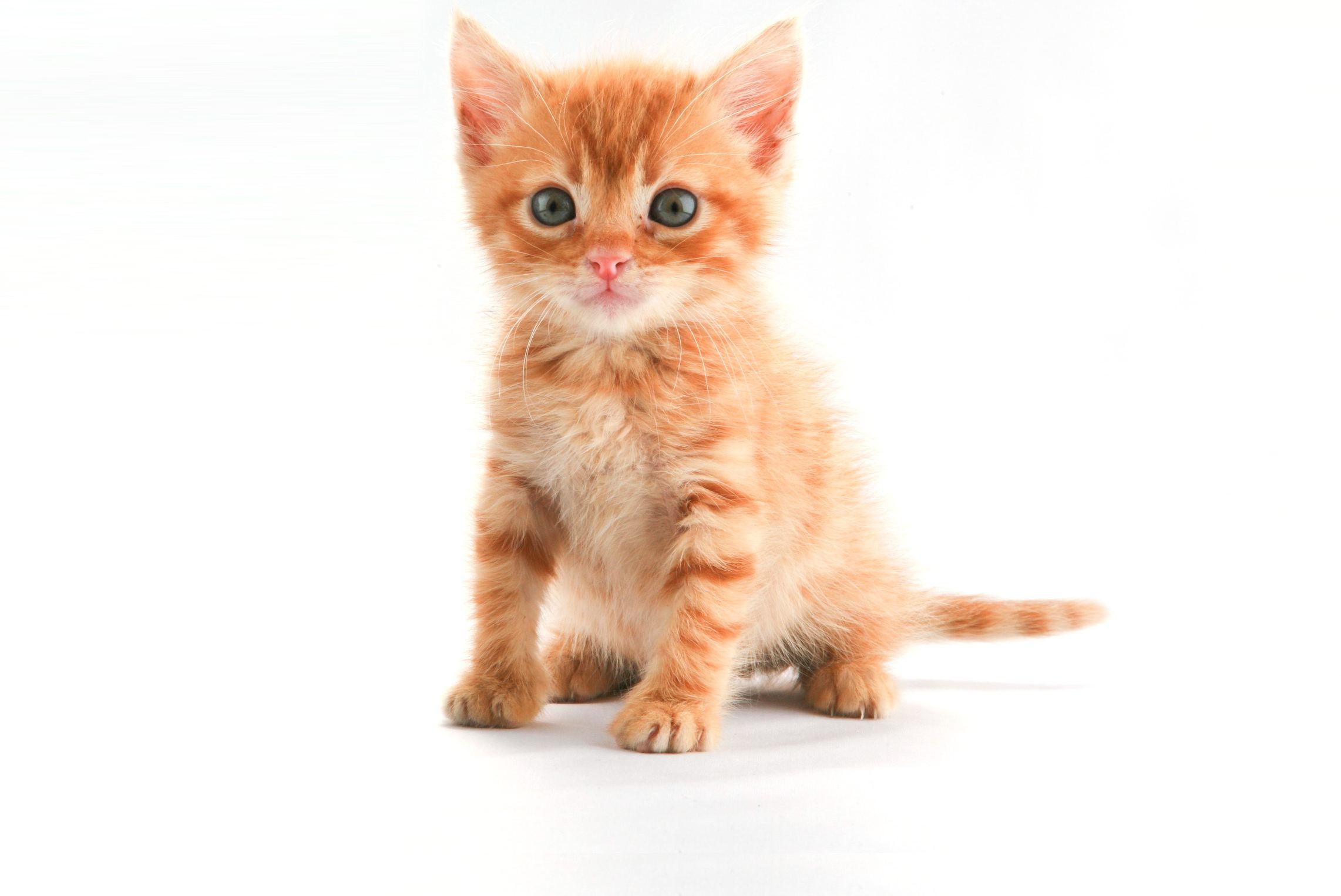 The Little Orange Kitten wallpaper – Animal Backgrounds