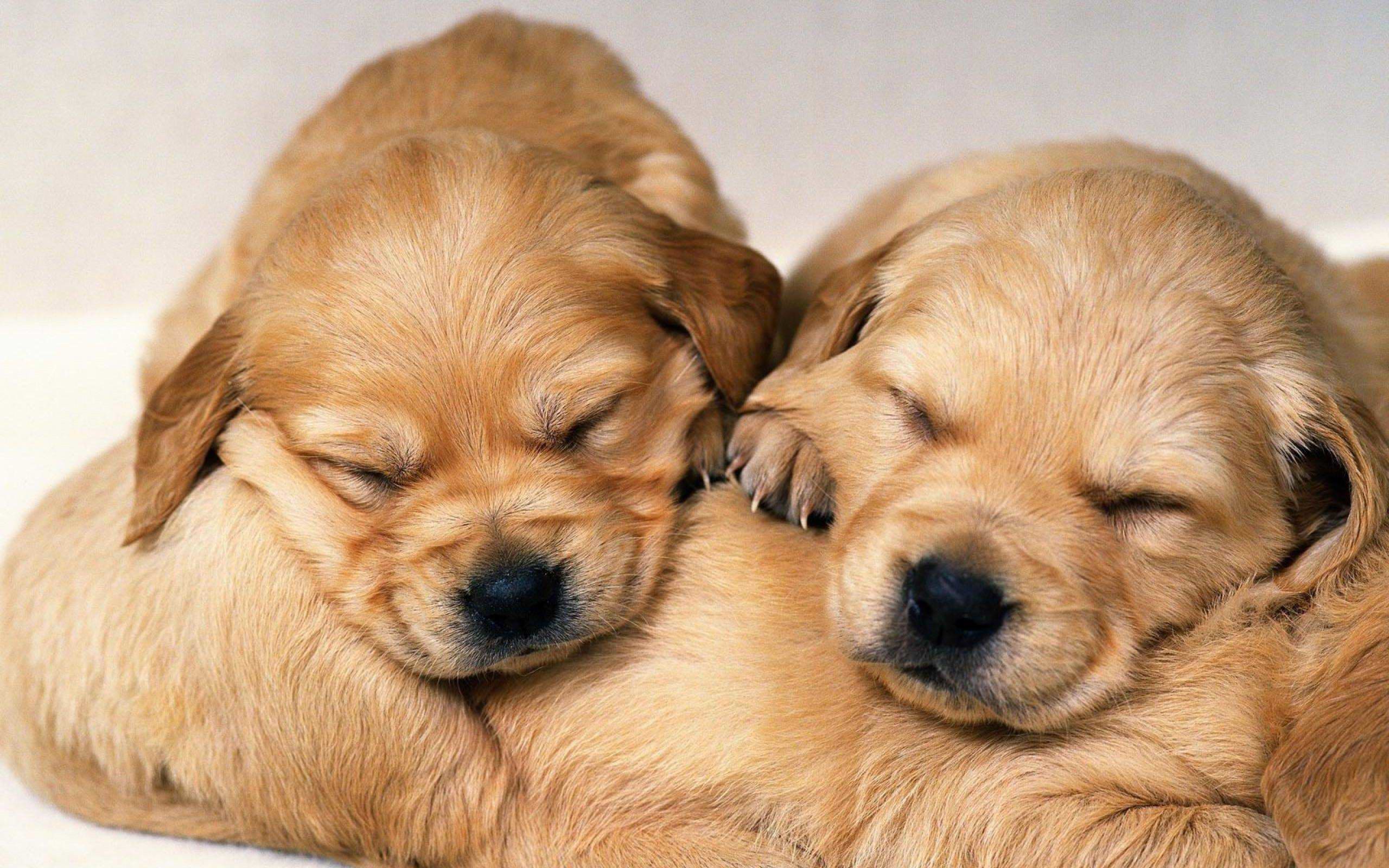 Puppies Wallpapers – Full HD wallpaper search –