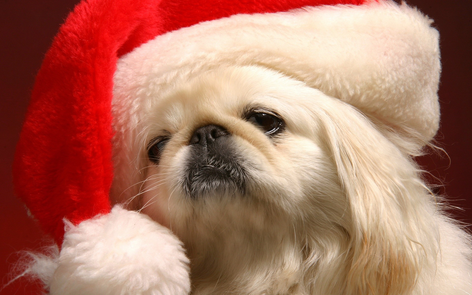 cute christmas puppy pictures wallpaper