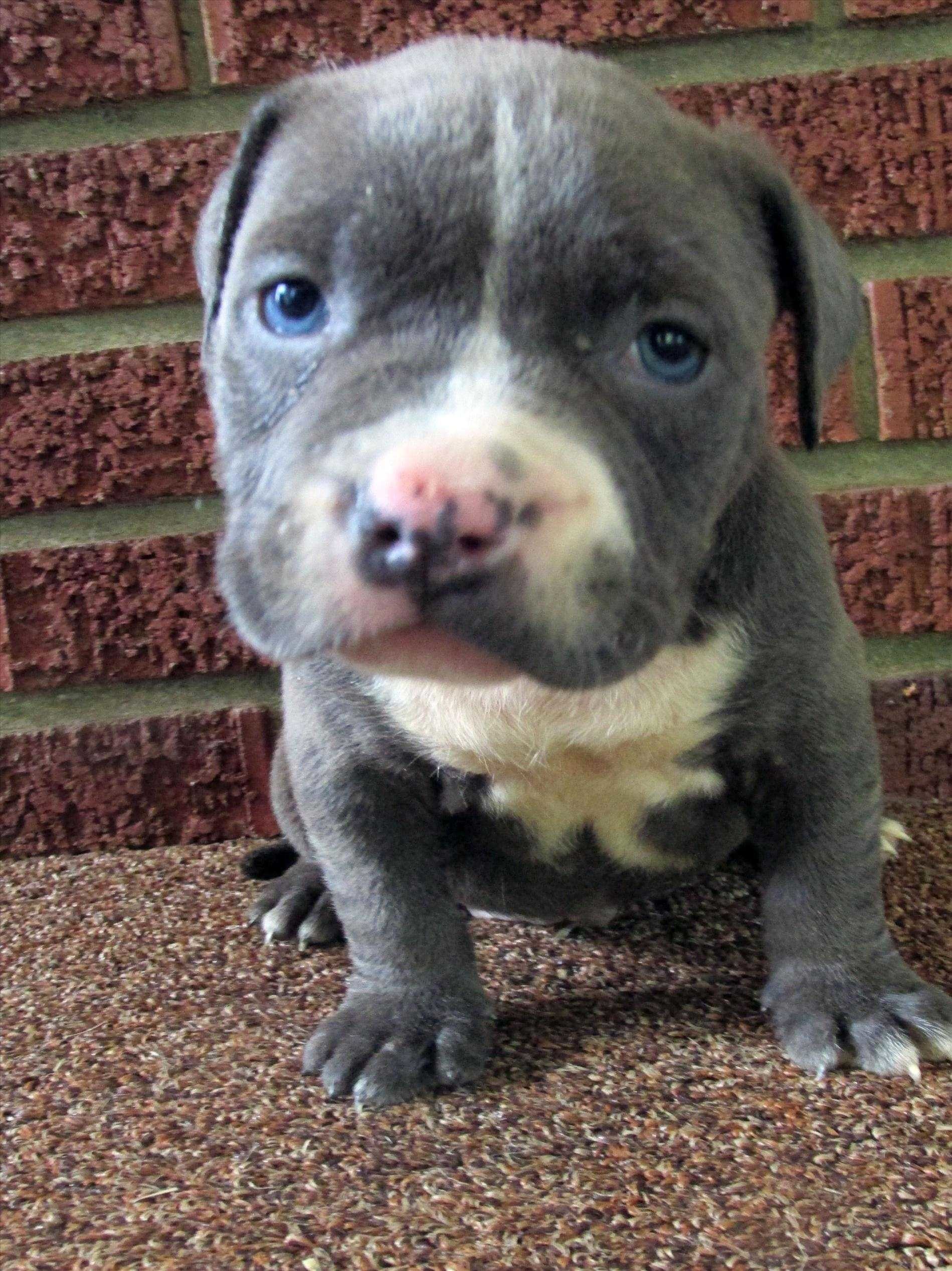 Pitbull dog google search pinterest red wallpaper wallpapers browse red baby blue nose pitbull dog wallpaper