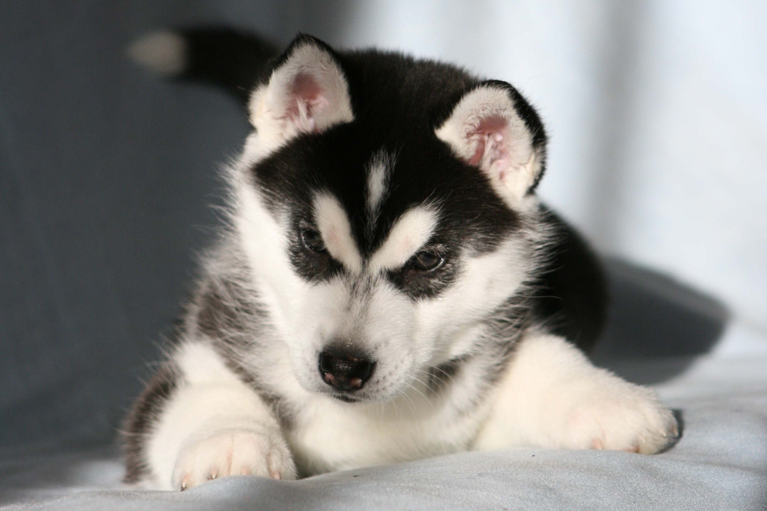 Husky Puppy Wallpaper Iphone with High Definition Wallpaper px  KB  Animals Iphone Cute Husky