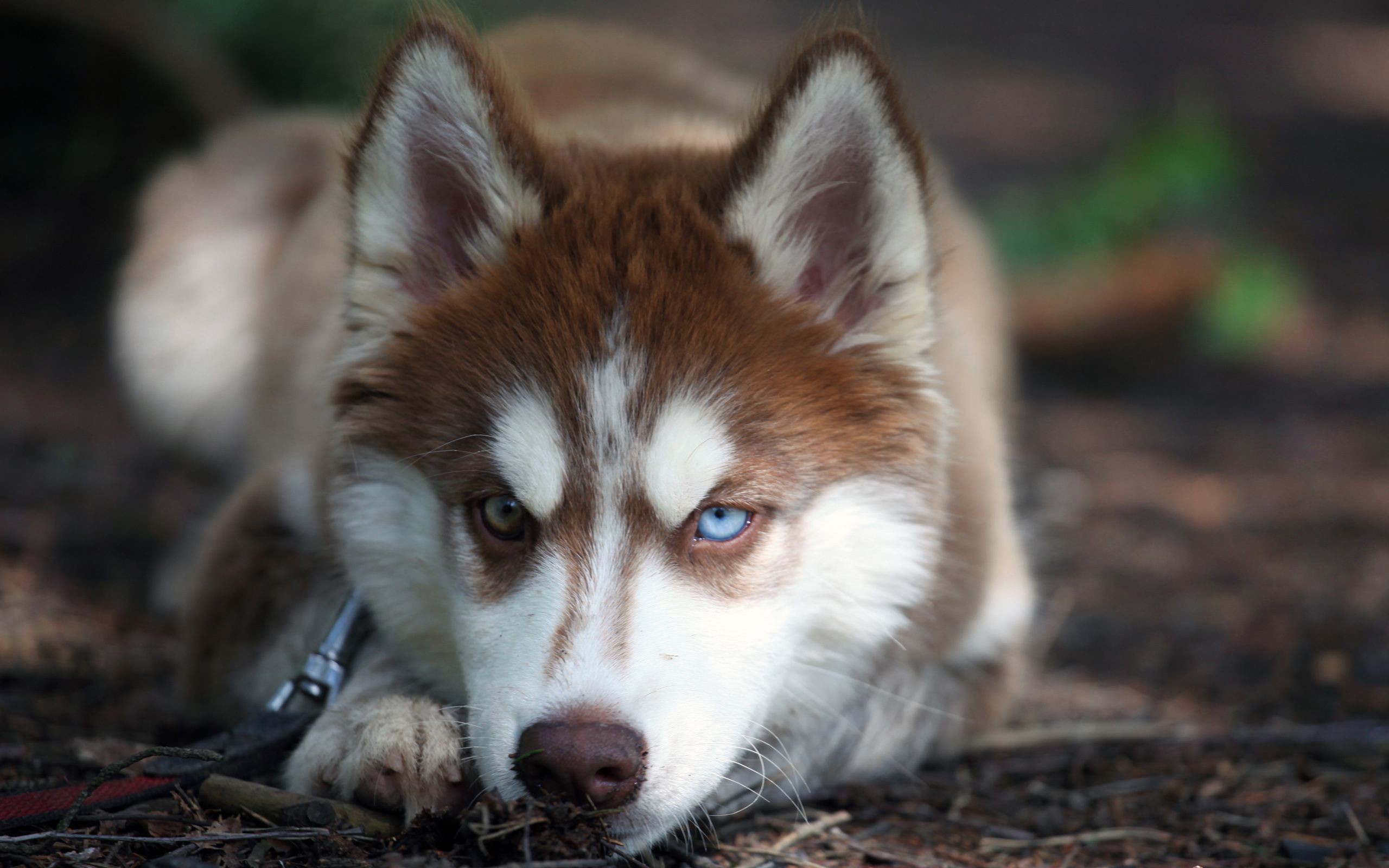 Husky Puppy Wallpapers Full Hd