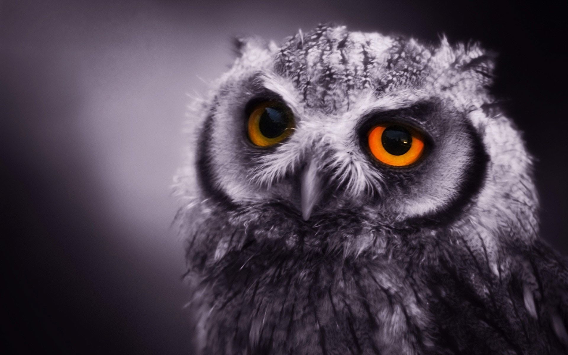 Owl HD Wallpapers Backgrounds Wallpaper | HD Wallpapers | Pinterest | Owl  wallpaper, Owl and Wallpaper backgrounds