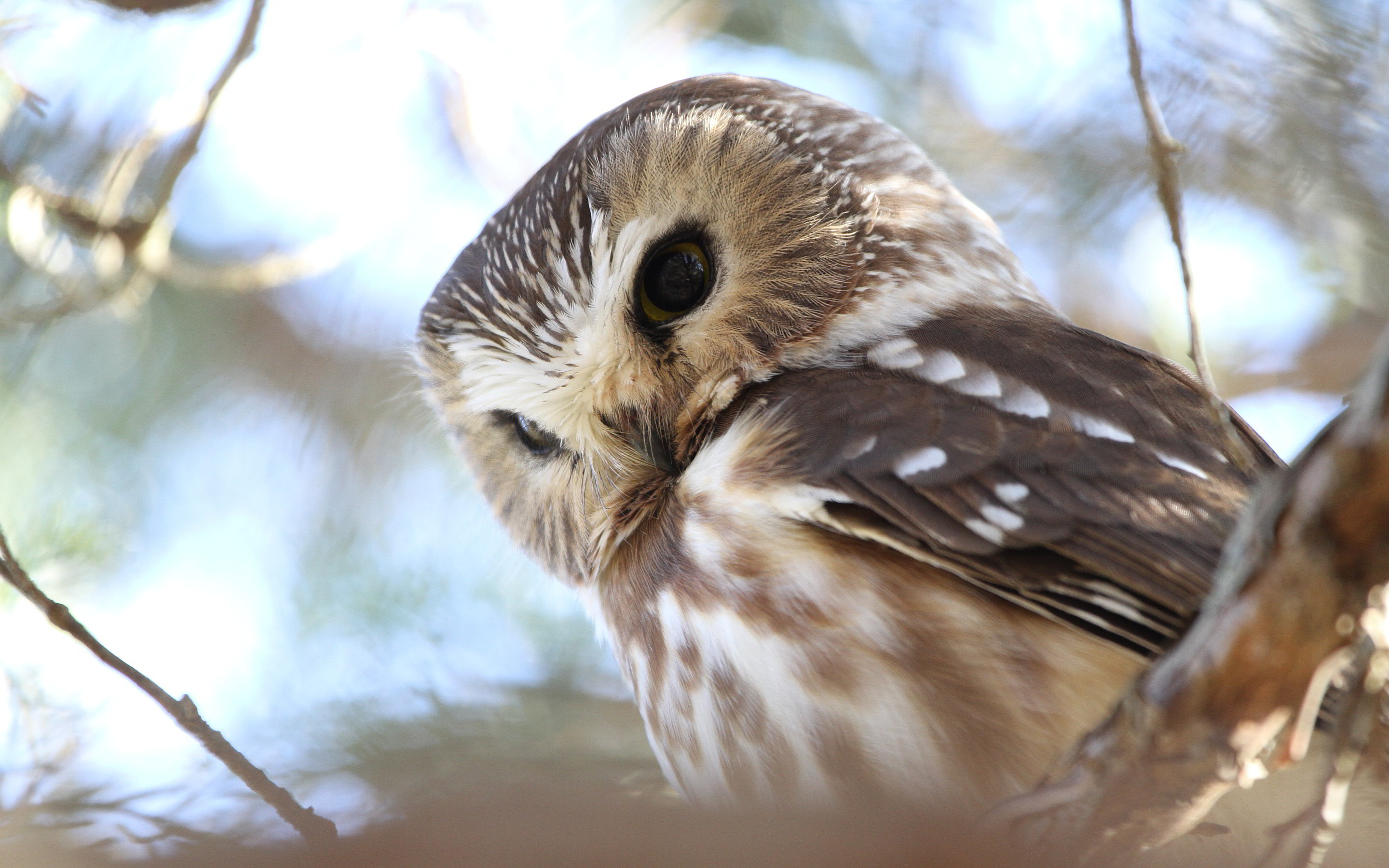Tags: Owl