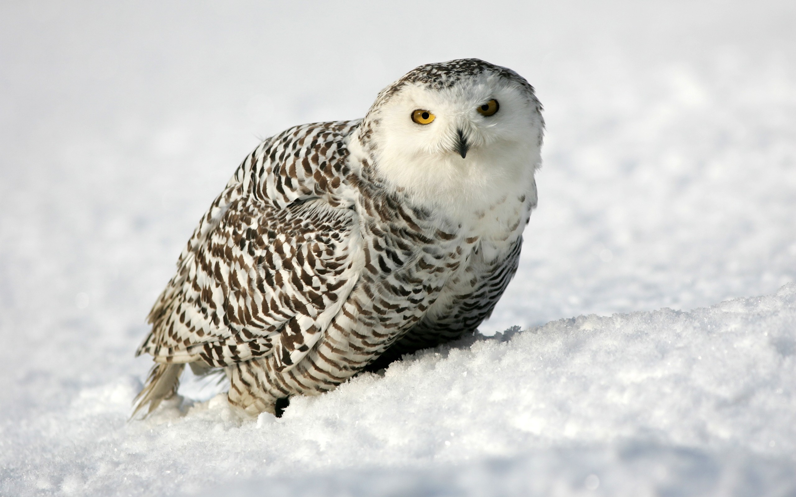 Snowy Owl Beautiful HD Beautiful Pictures Snowy Owl 1