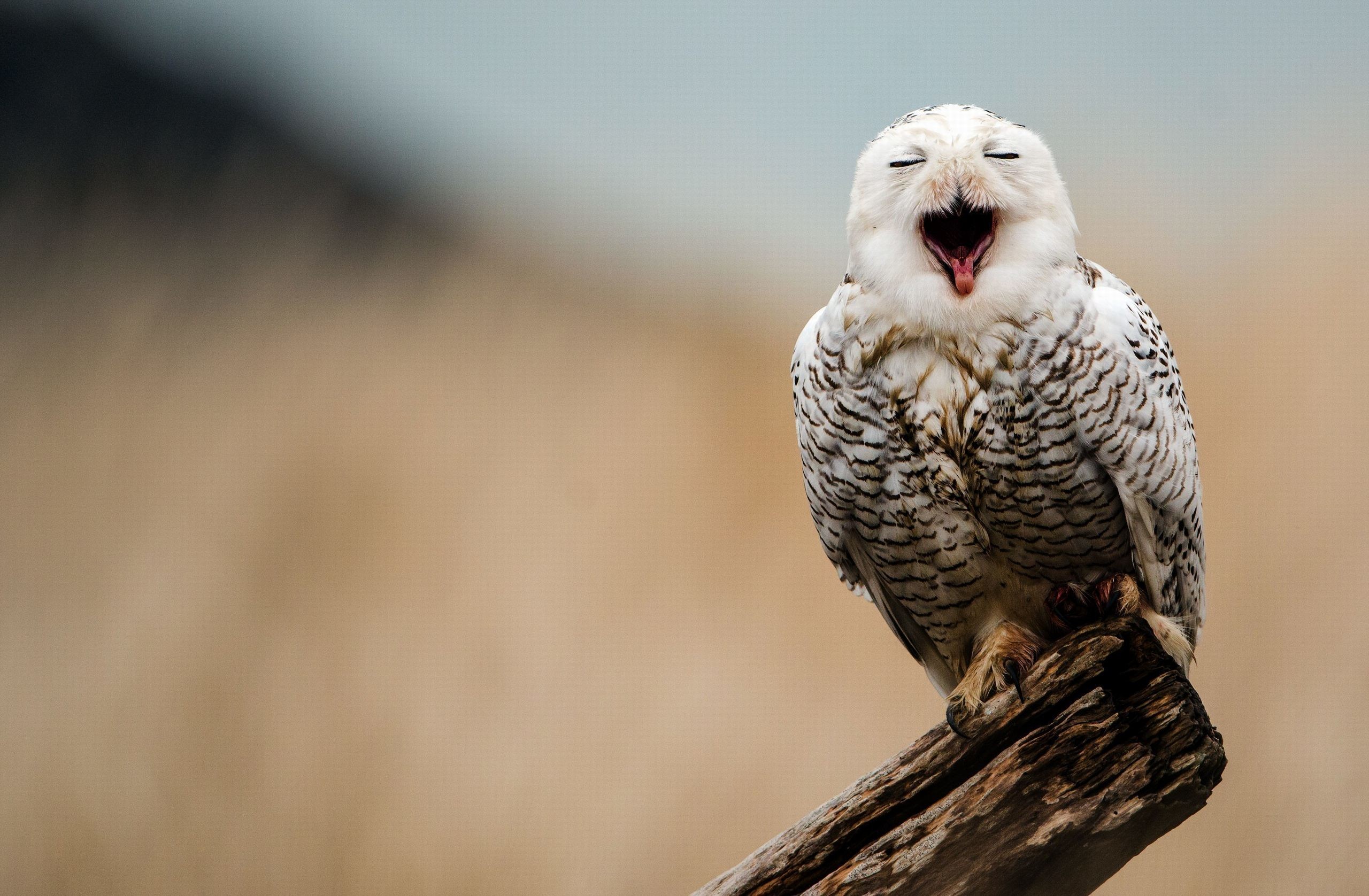 Snowy Owl Wallpaper Full HD