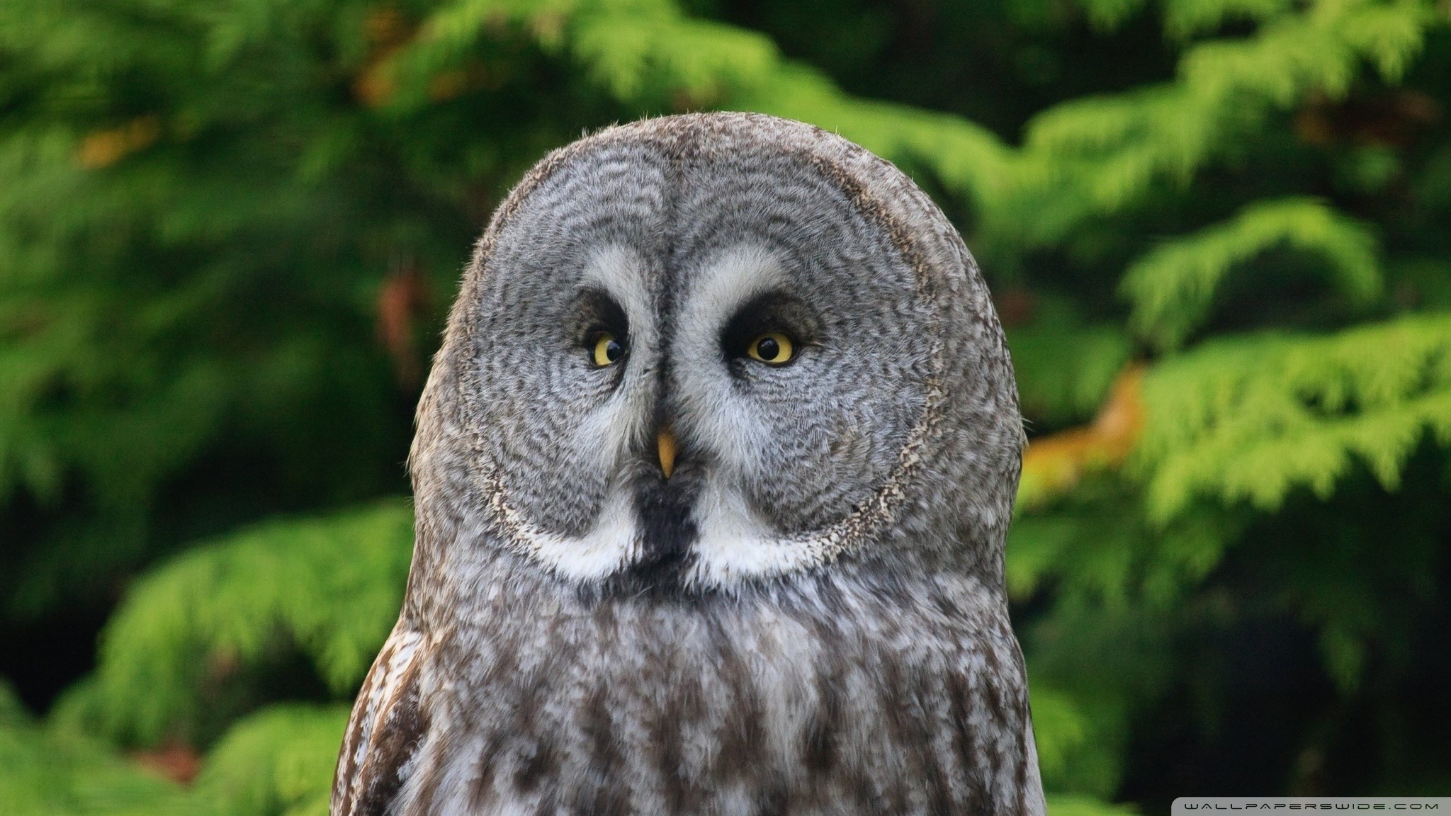Great Grey Owl Wallpaper